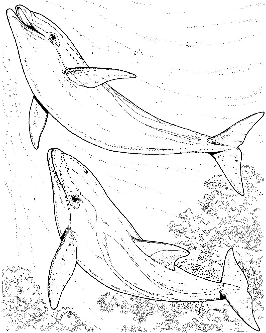 Printable Coloring Pages Of Dolphins