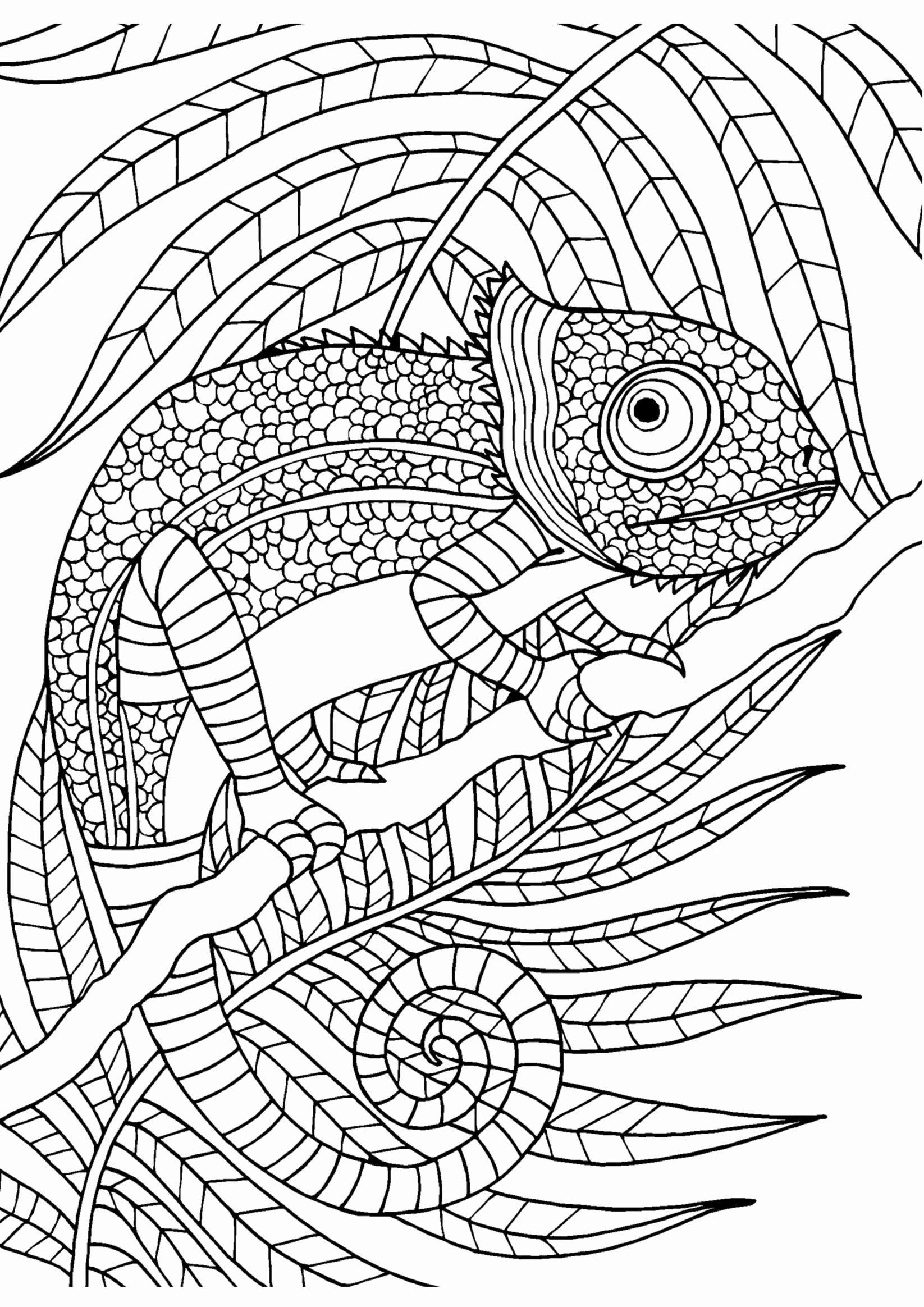 Drab Coloring Book Pages Free Images Www
