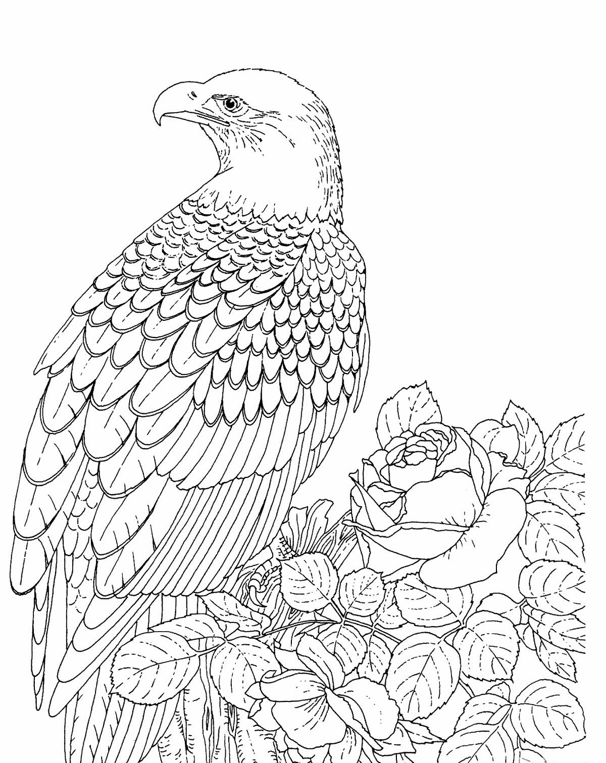 Eagle Coloring Pages Kidsuki