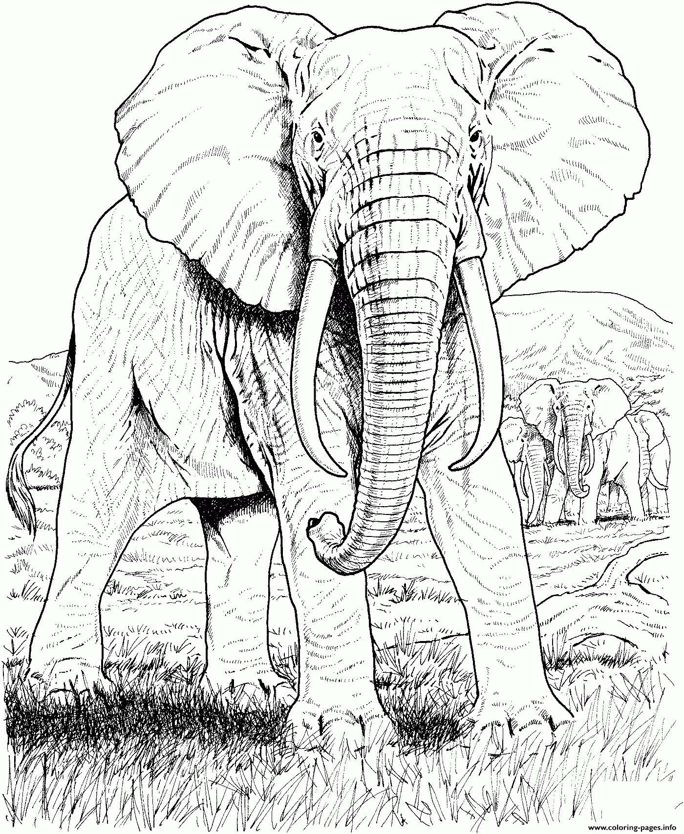 Printable Adult Wildlife Coloring Pages