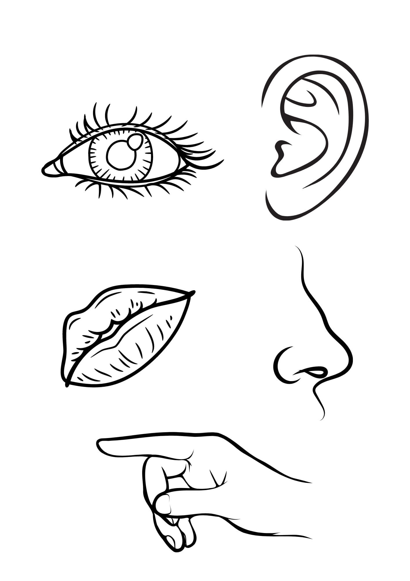 Printable 5 Senses Coloring Pages