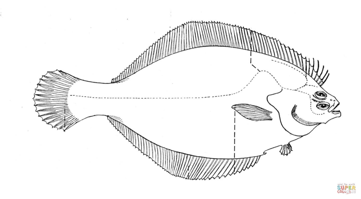 Flounder Coloring Page Coloring Home