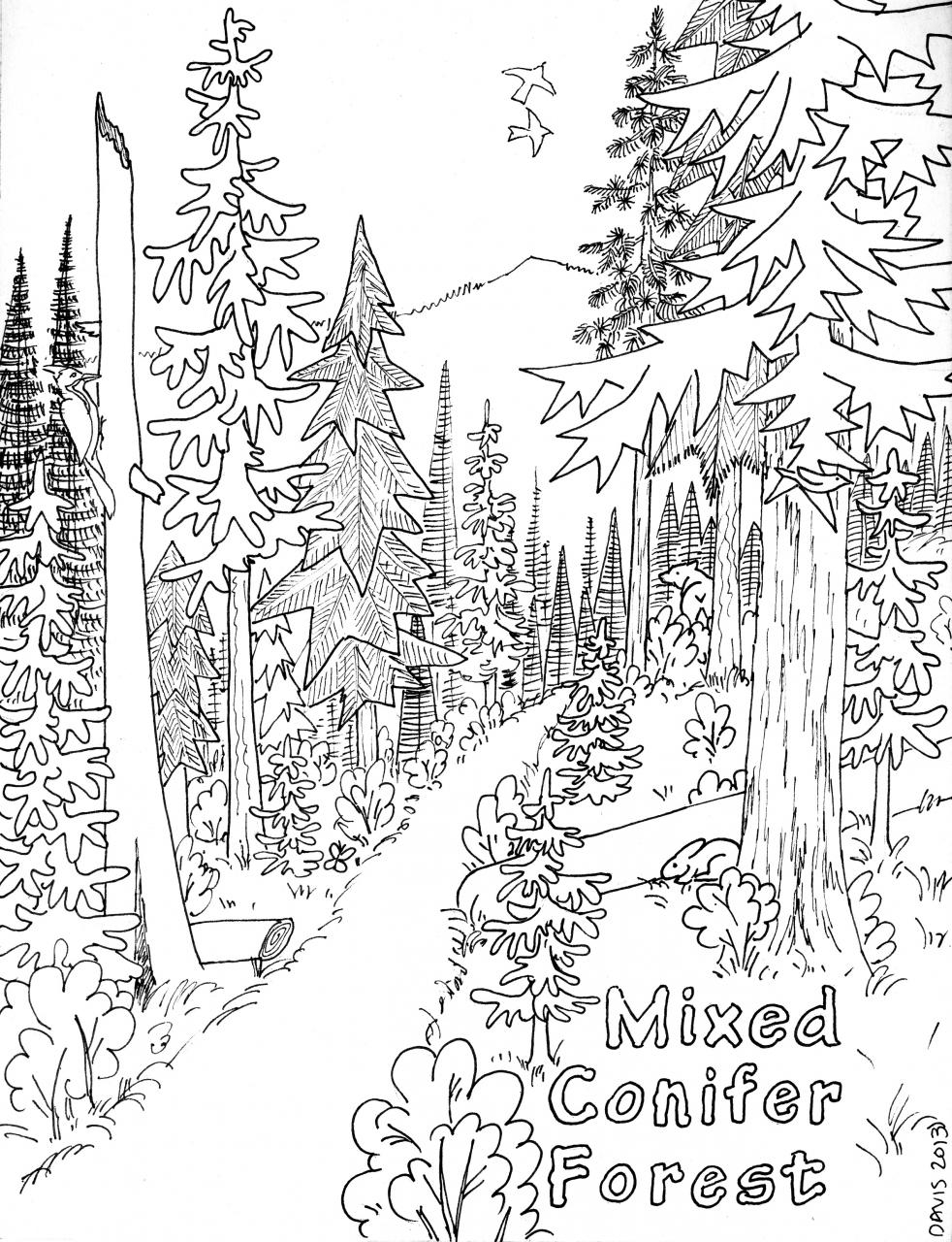 Printable Forest Coloring Pages