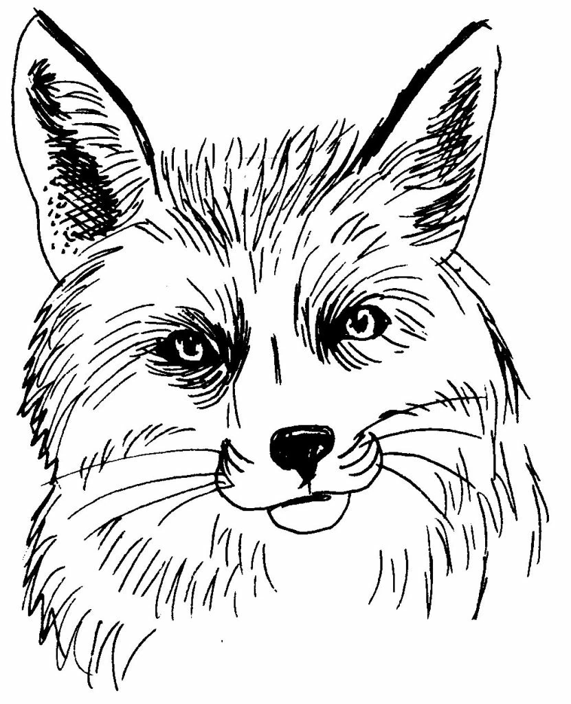 Fox 15044 Animals Free Printable Coloring Pages