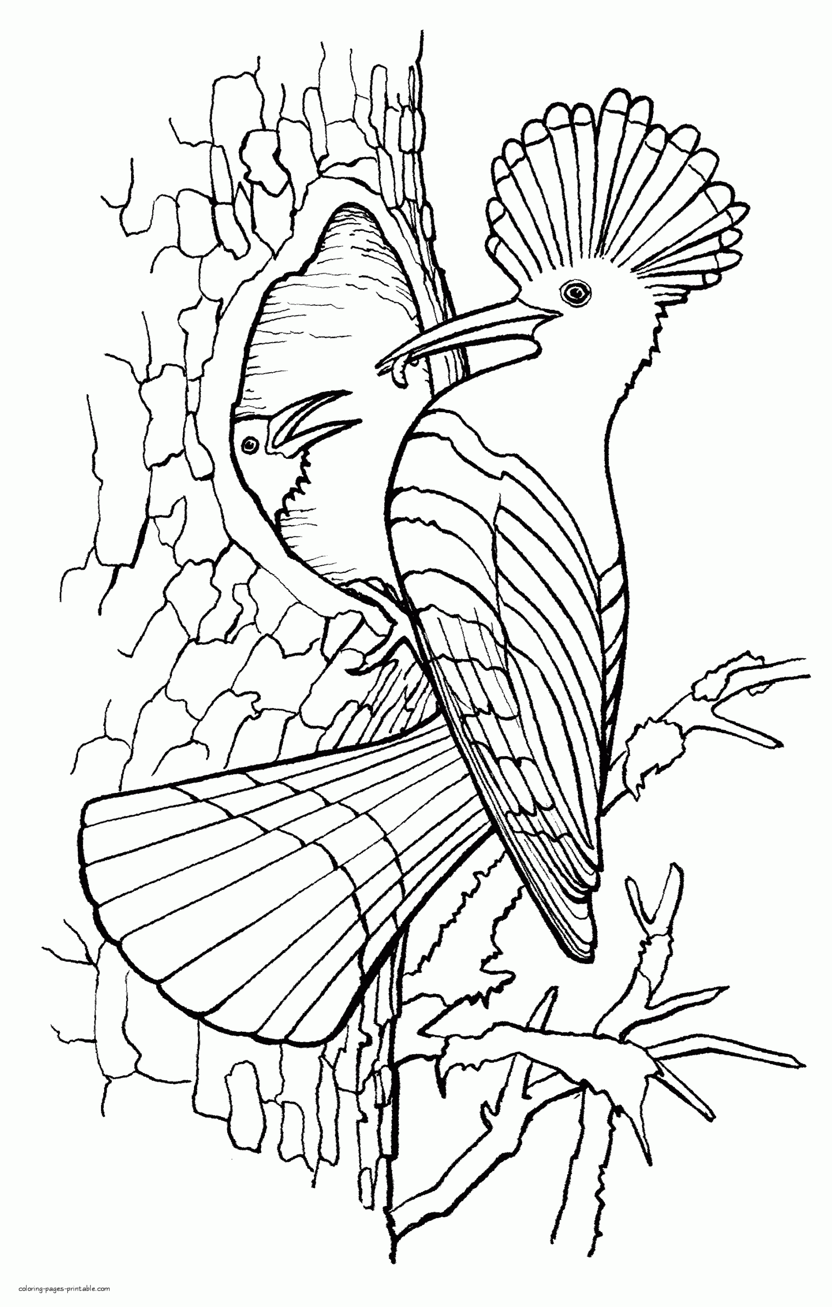 Printable Coloring Pages Birds