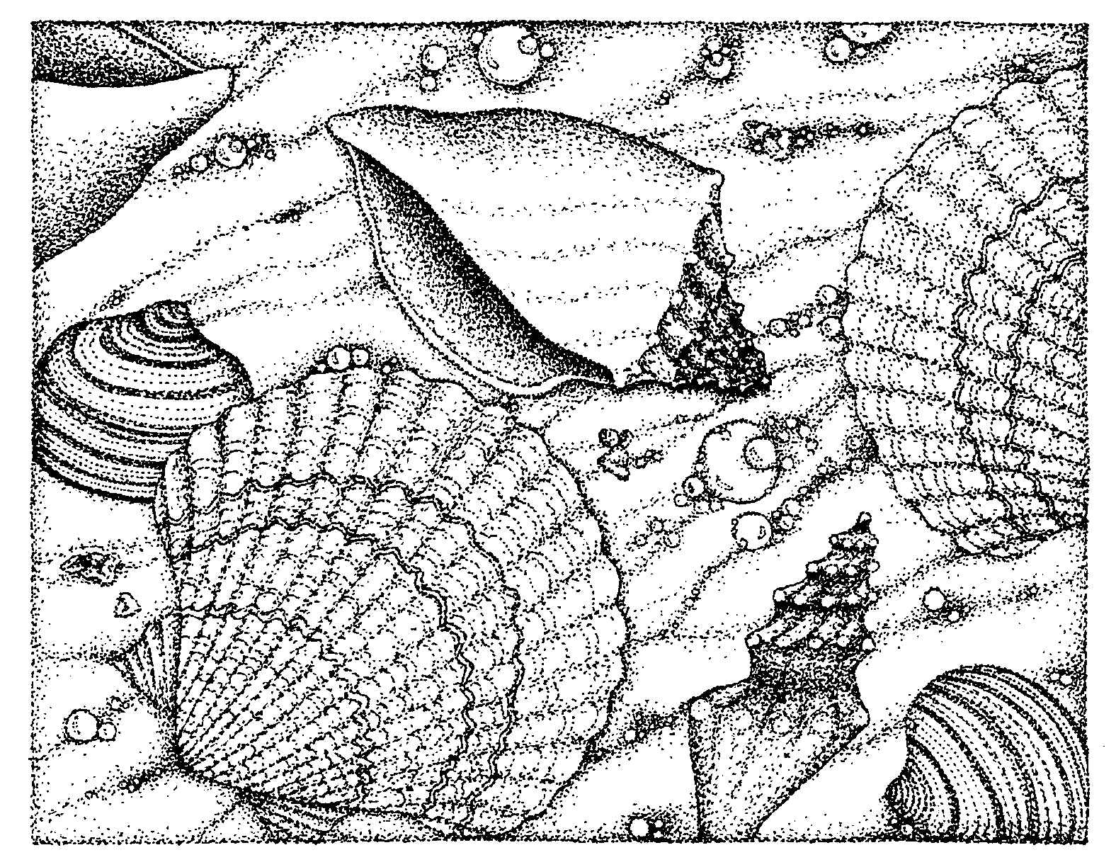 Free Coloring Pages Of Seashells Download Free Coloring Pages Of Seashells Png Images Free