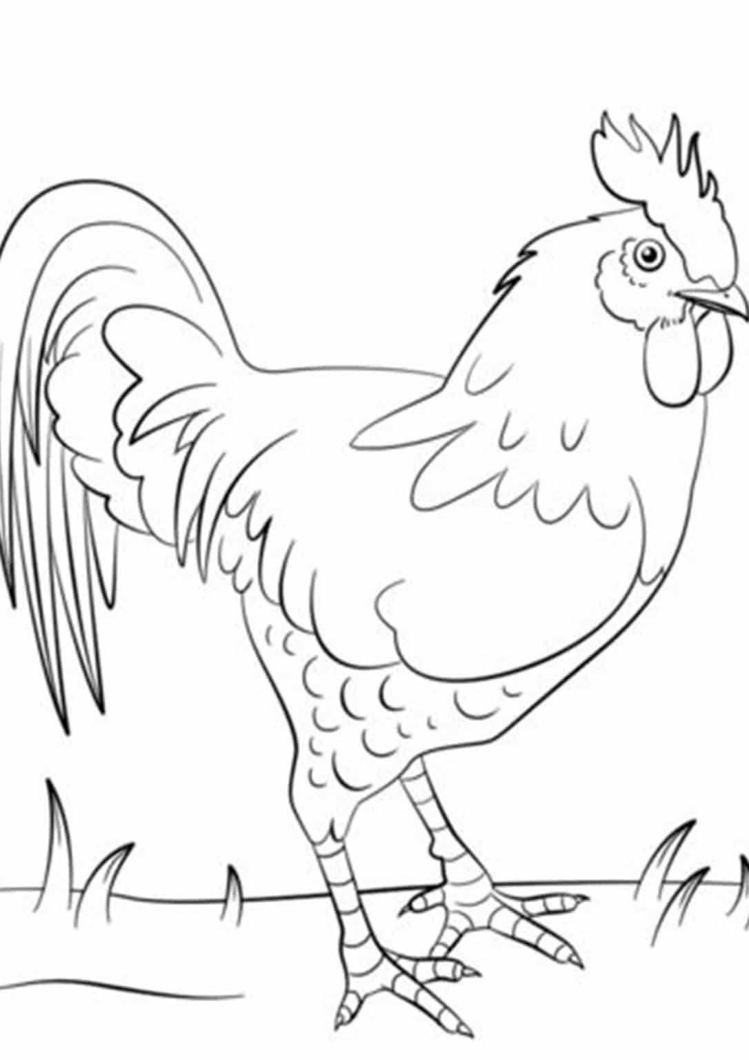 Free Easy To Print Chicken Coloring Pages Tulamama