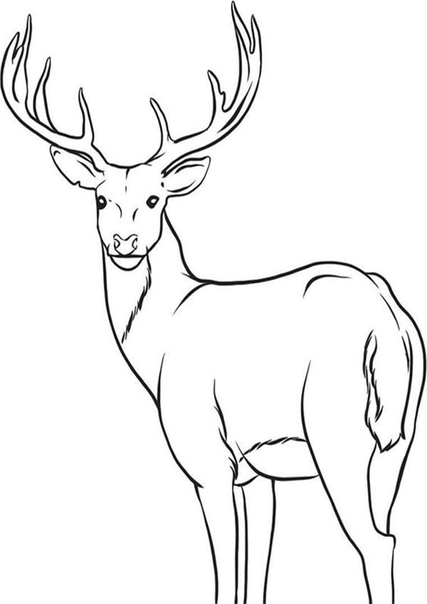 Deer Coloring Page Printable