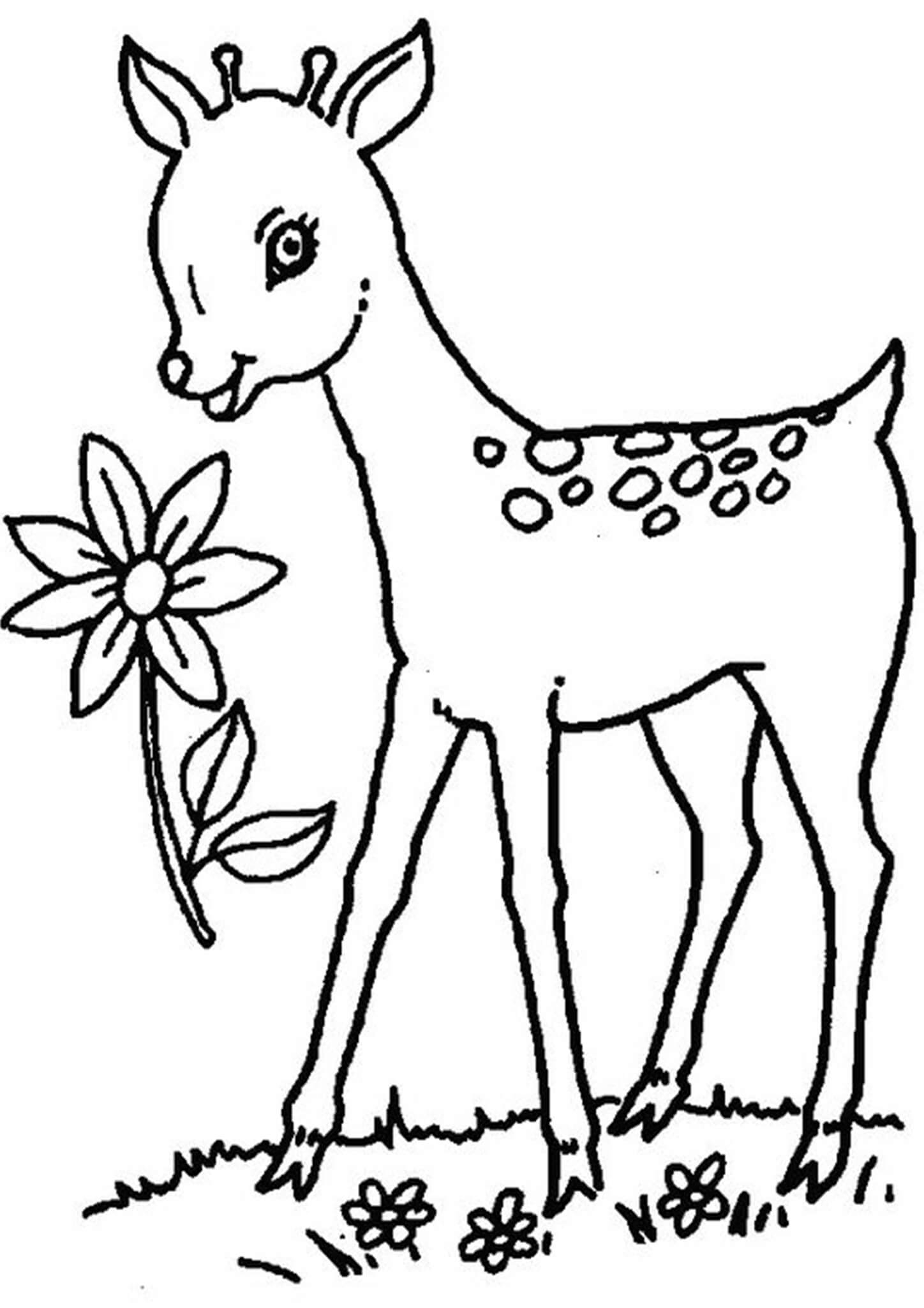 Free Easy To Print Deer Coloring Pages Tulamama