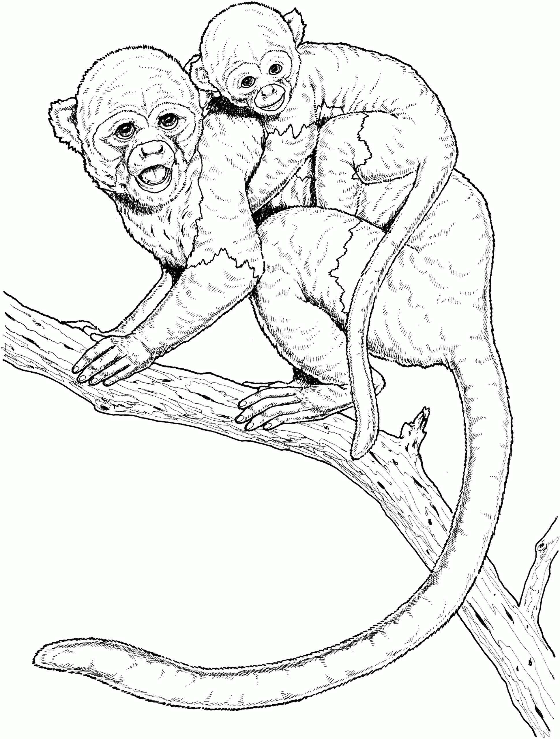 Free Monkey Coloring Pages