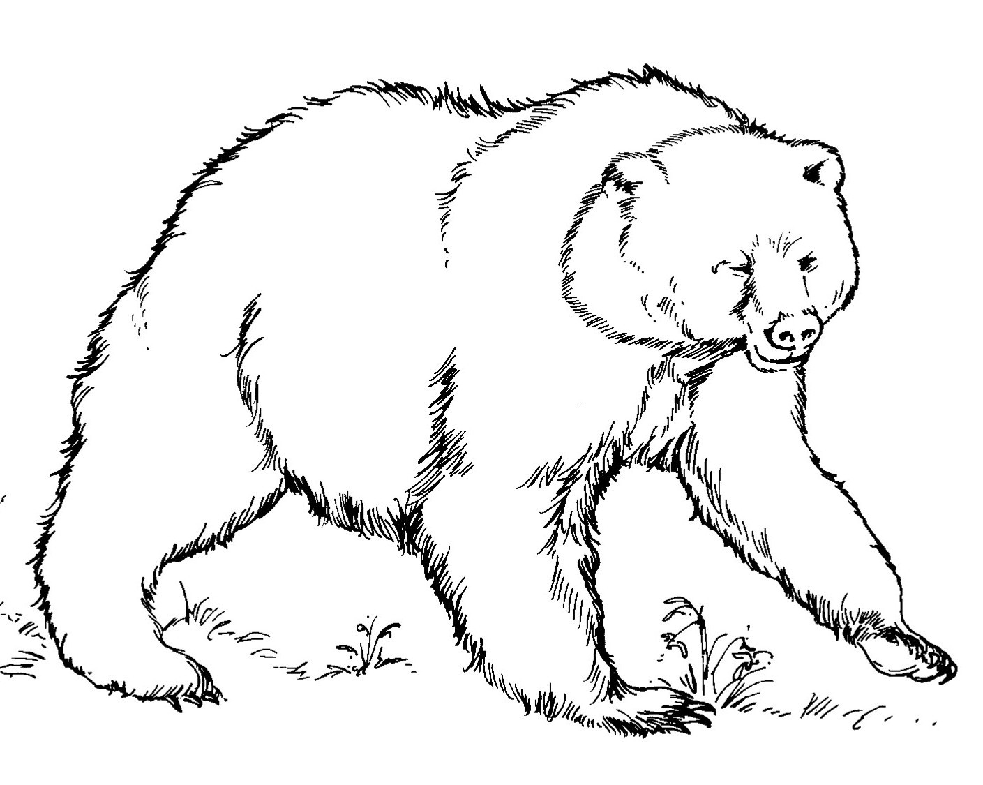 Bear Printable Coloring Page
