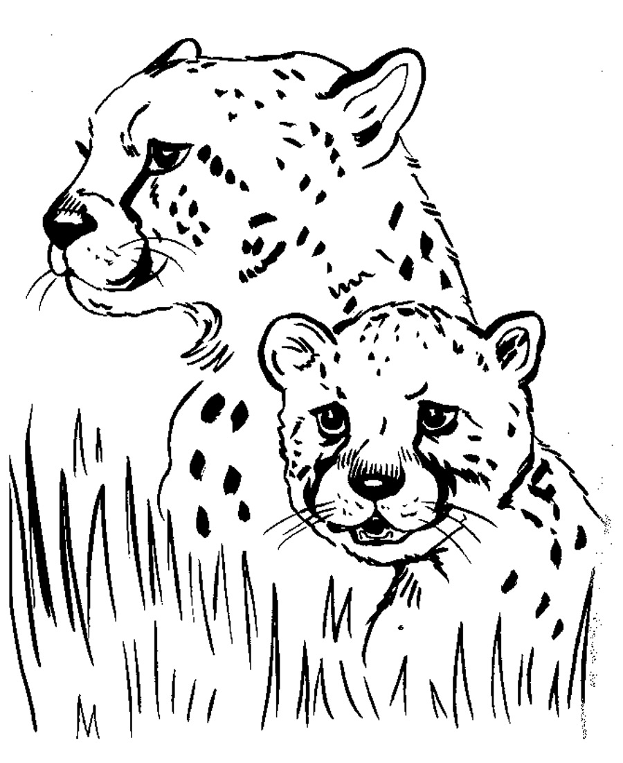 Cheetah Coloring Pages Printable