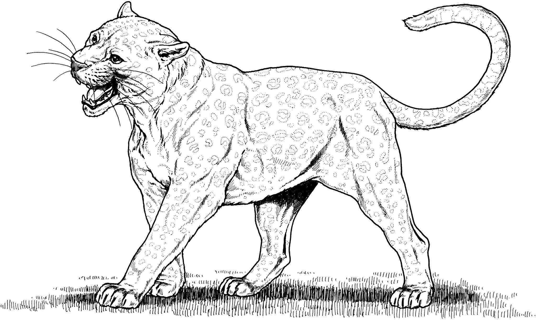 Mountain Lion Coloring Pages Printable