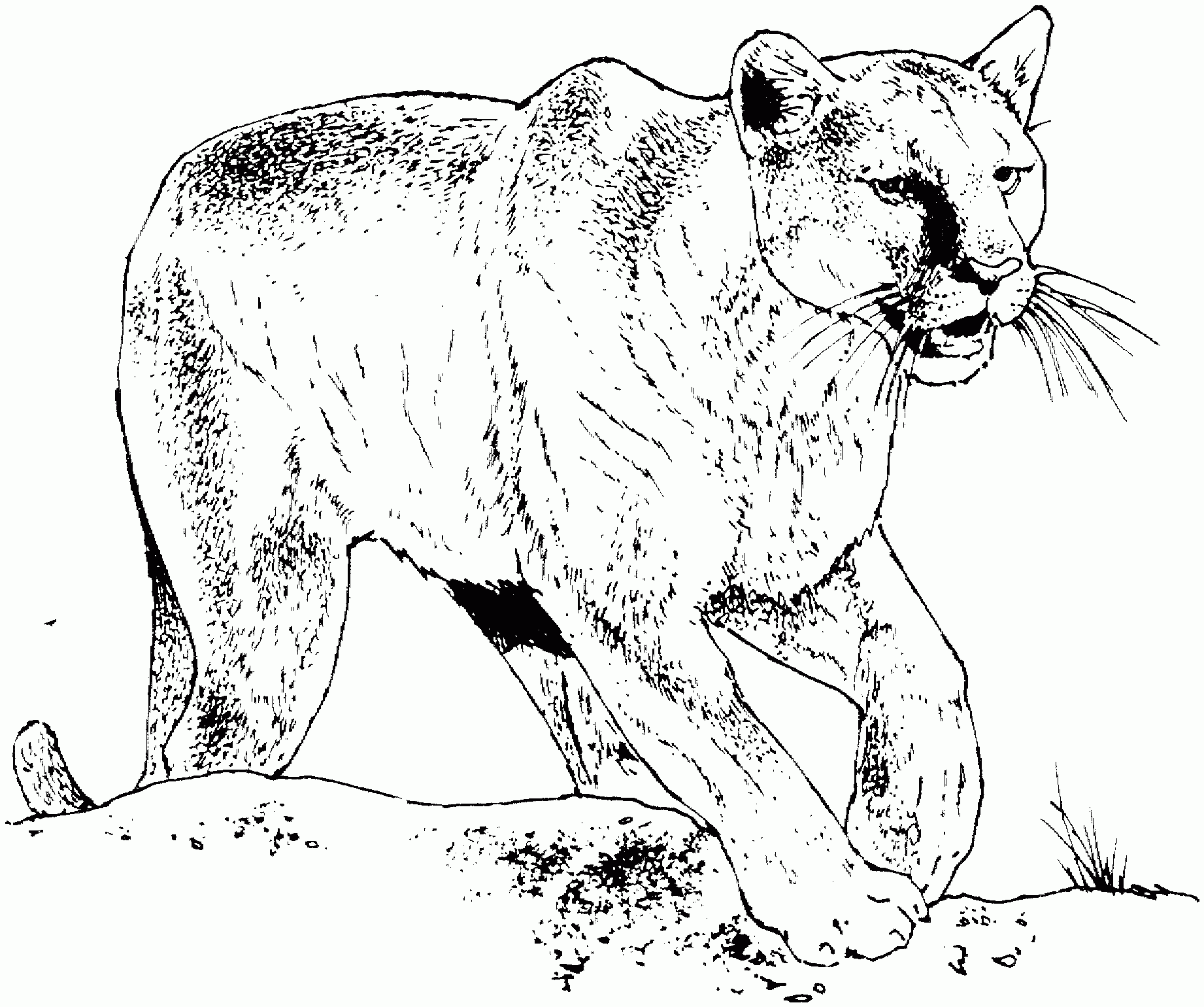 Free Printable Mountain Lion Coloring Pages