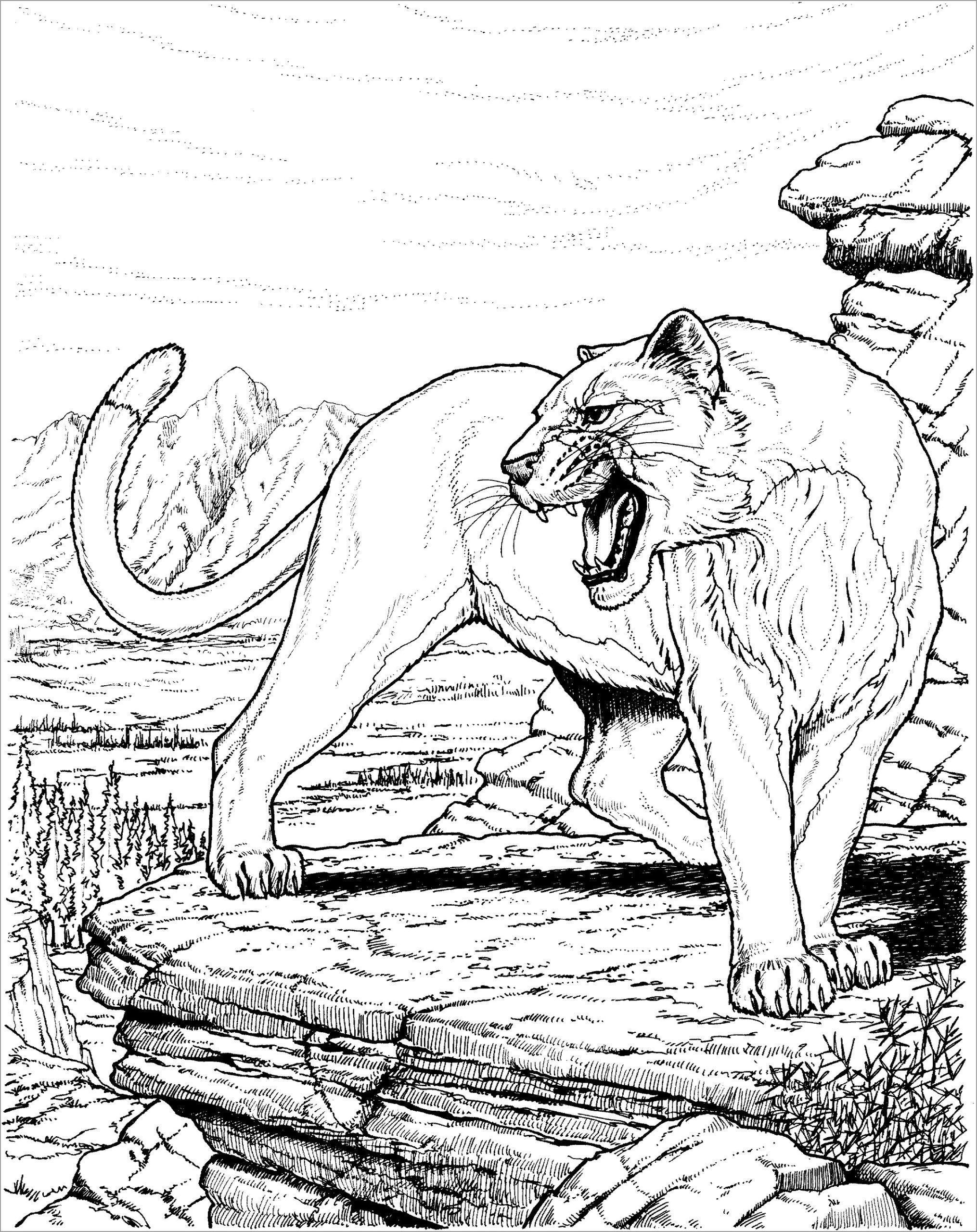 Free Printable Mountain Lion Coloring Pages