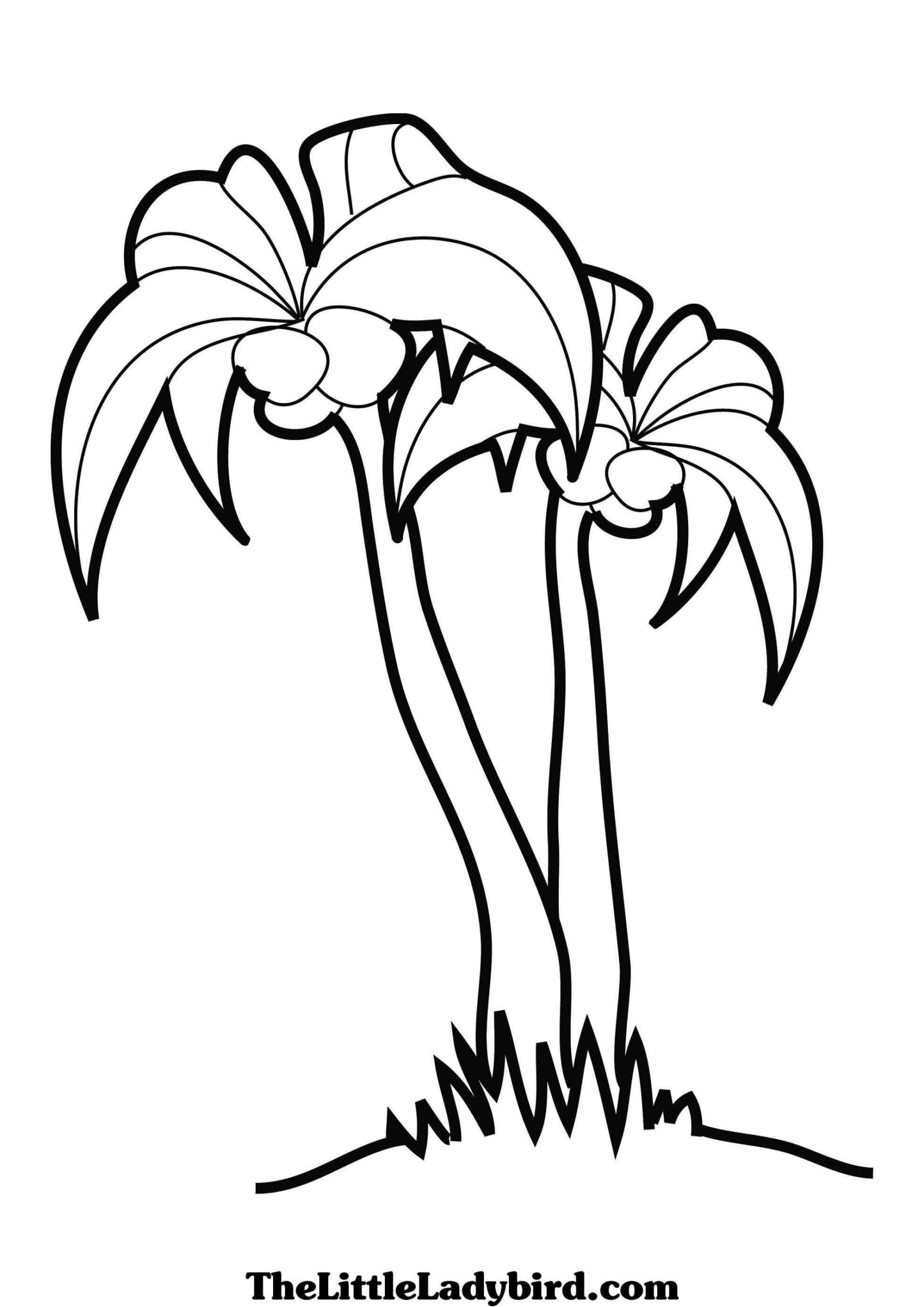 Free Printable Palm Tree Coloring Pages The A A Palm S A