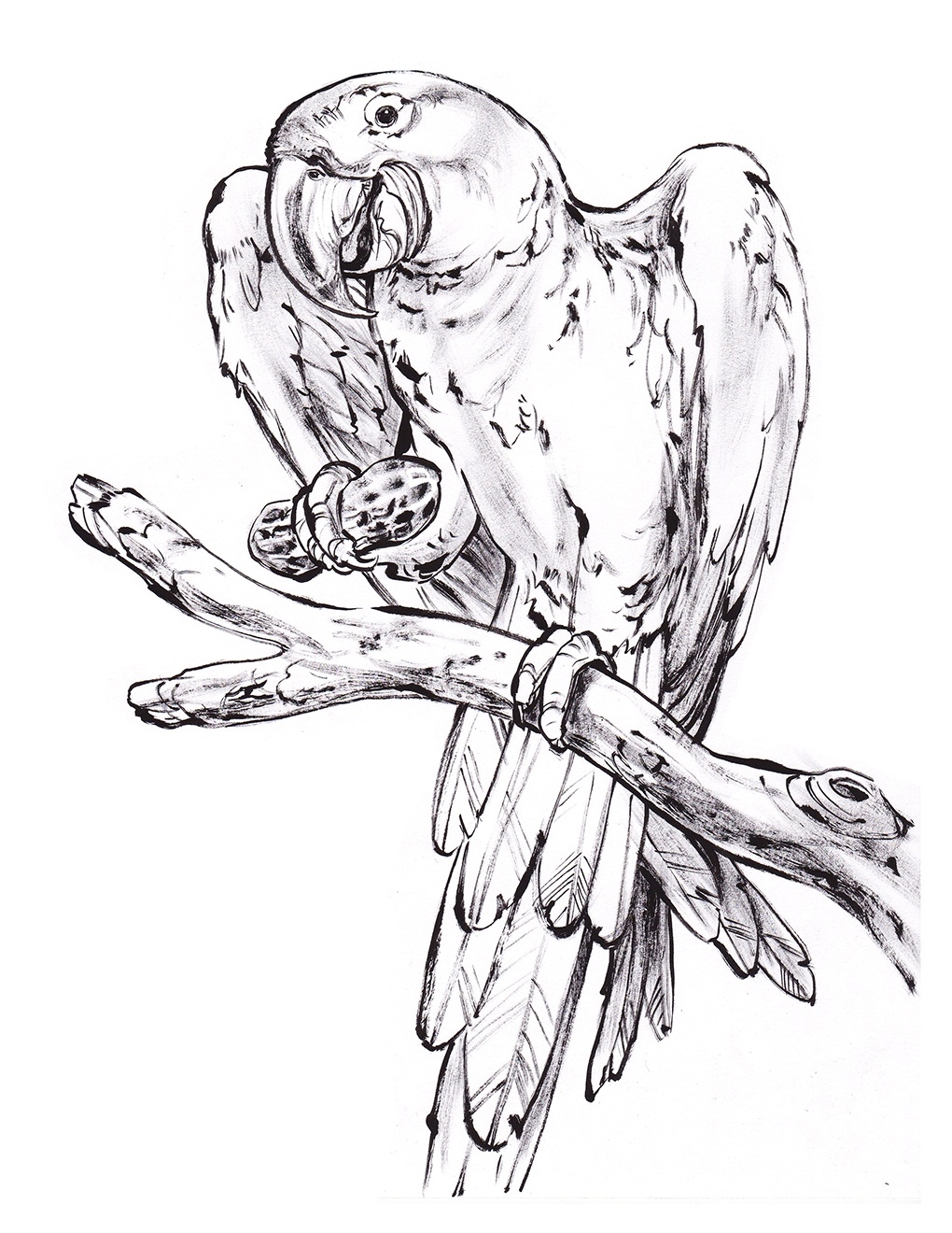 Parrot Printable Coloring Page