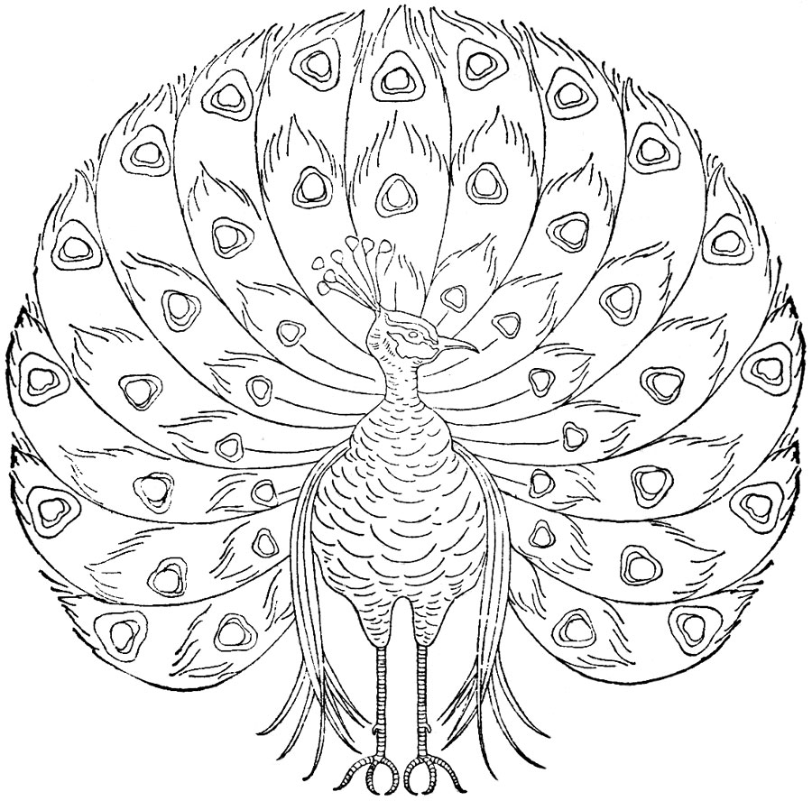Free Printable Peacock Coloring Pages