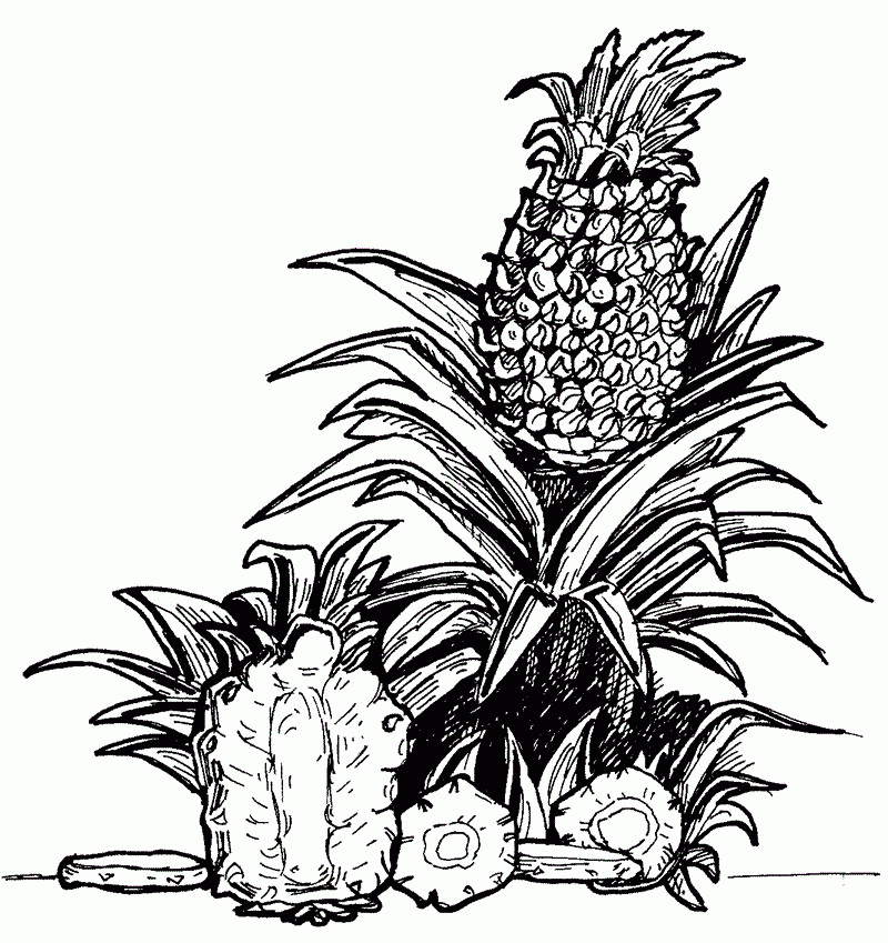 Free Printable Pineapple Coloring Pages