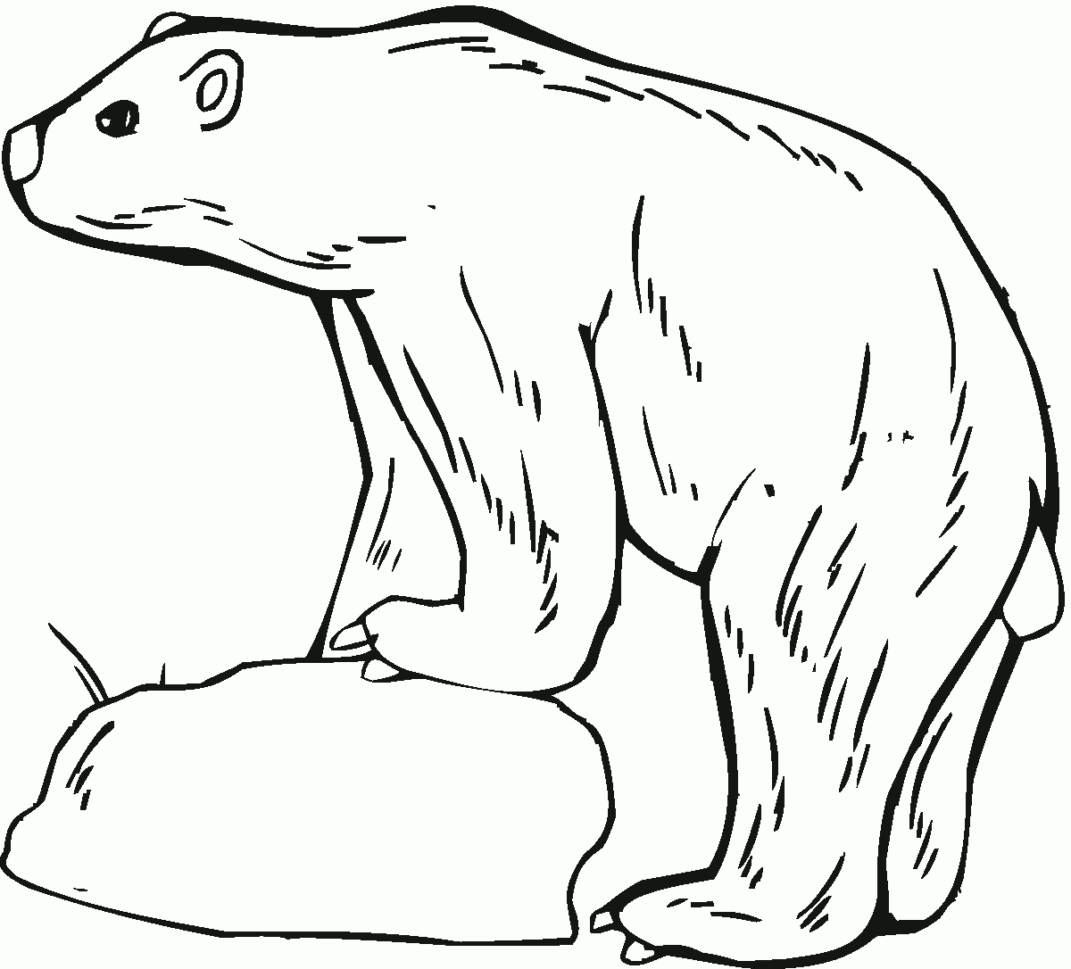 Free Printable Polar Bear Coloring Pages For Kids