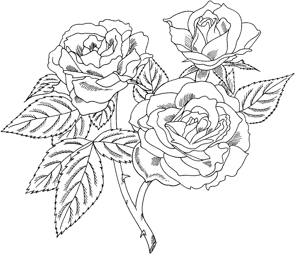 Roses Coloring Pages Printable Free
