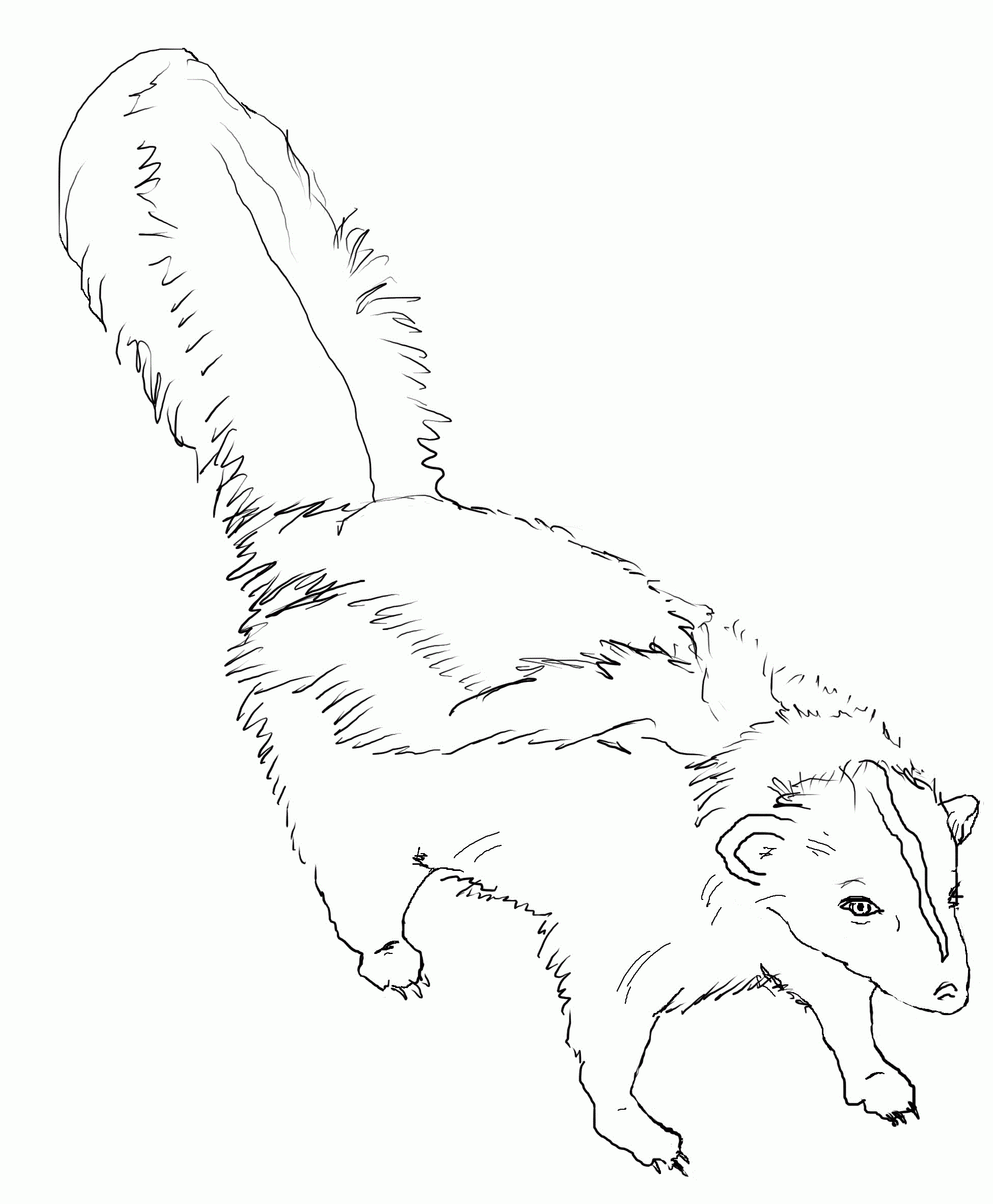 Free Printable Skunk Coloring Pages For Kids
