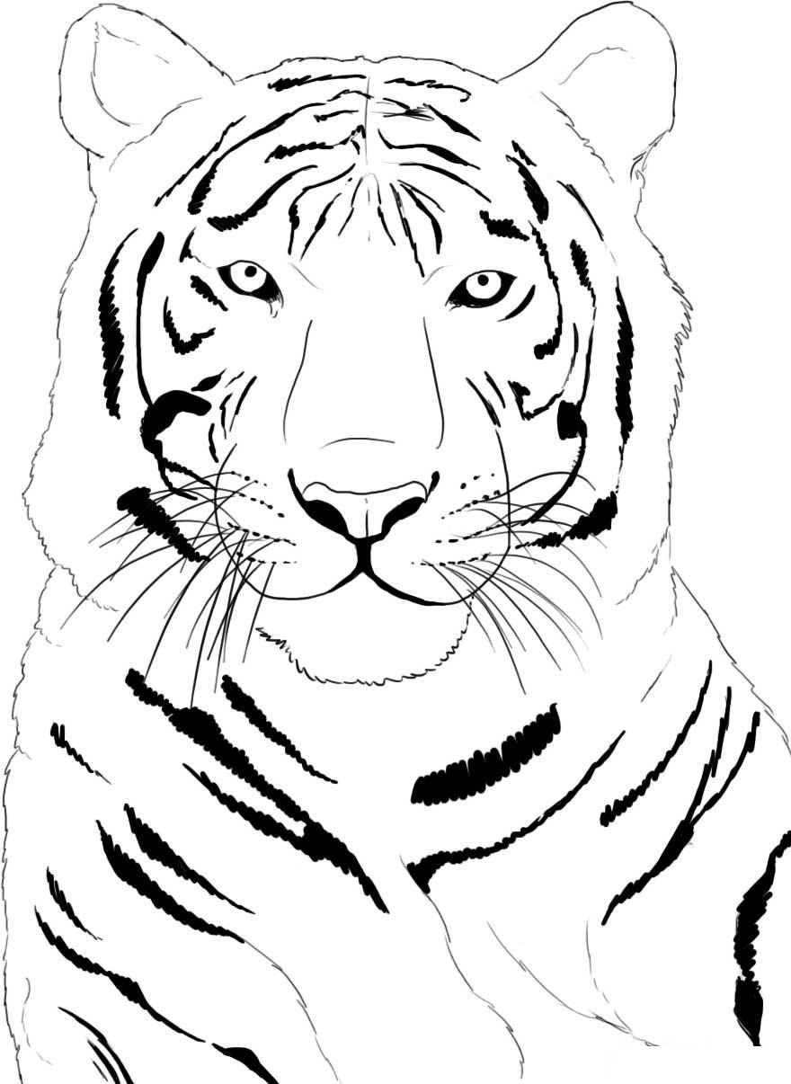 Printable Coloring Pages Tiger