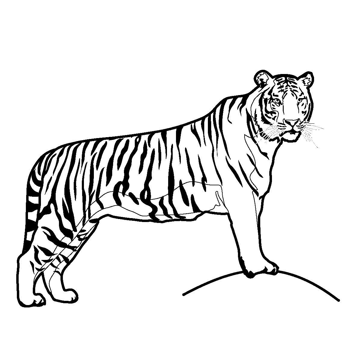 Tiger Coloring Pages Printable Free
