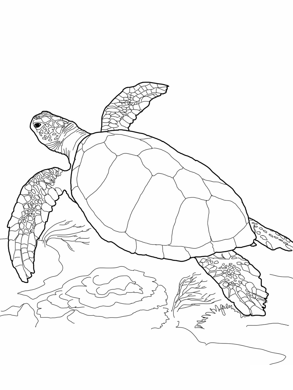 Printable Turtle Coloring Pages