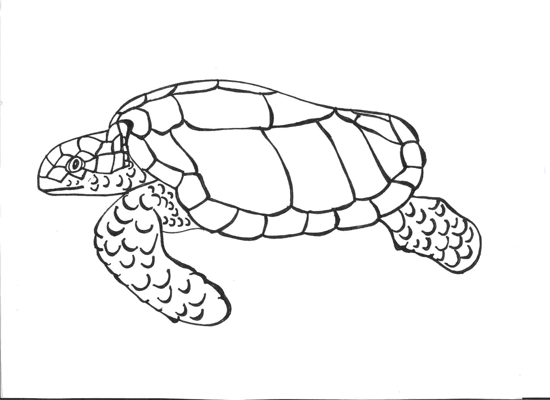 Turtle Coloring Pages Free Printable