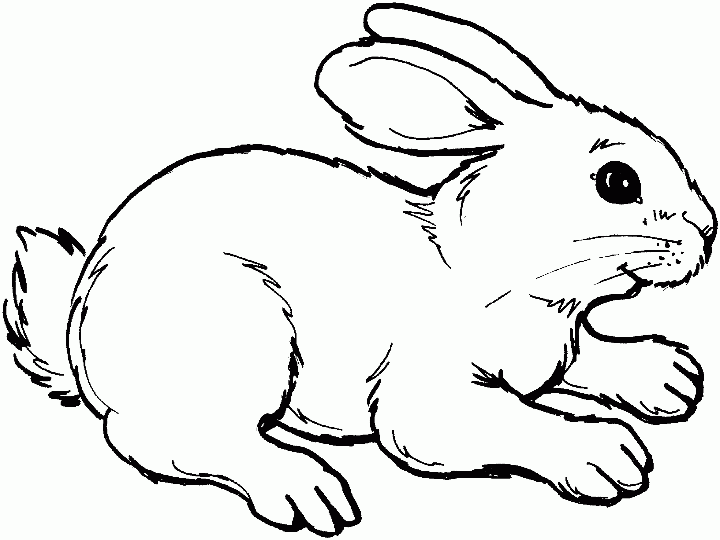 Free Rabbit Coloring Pages