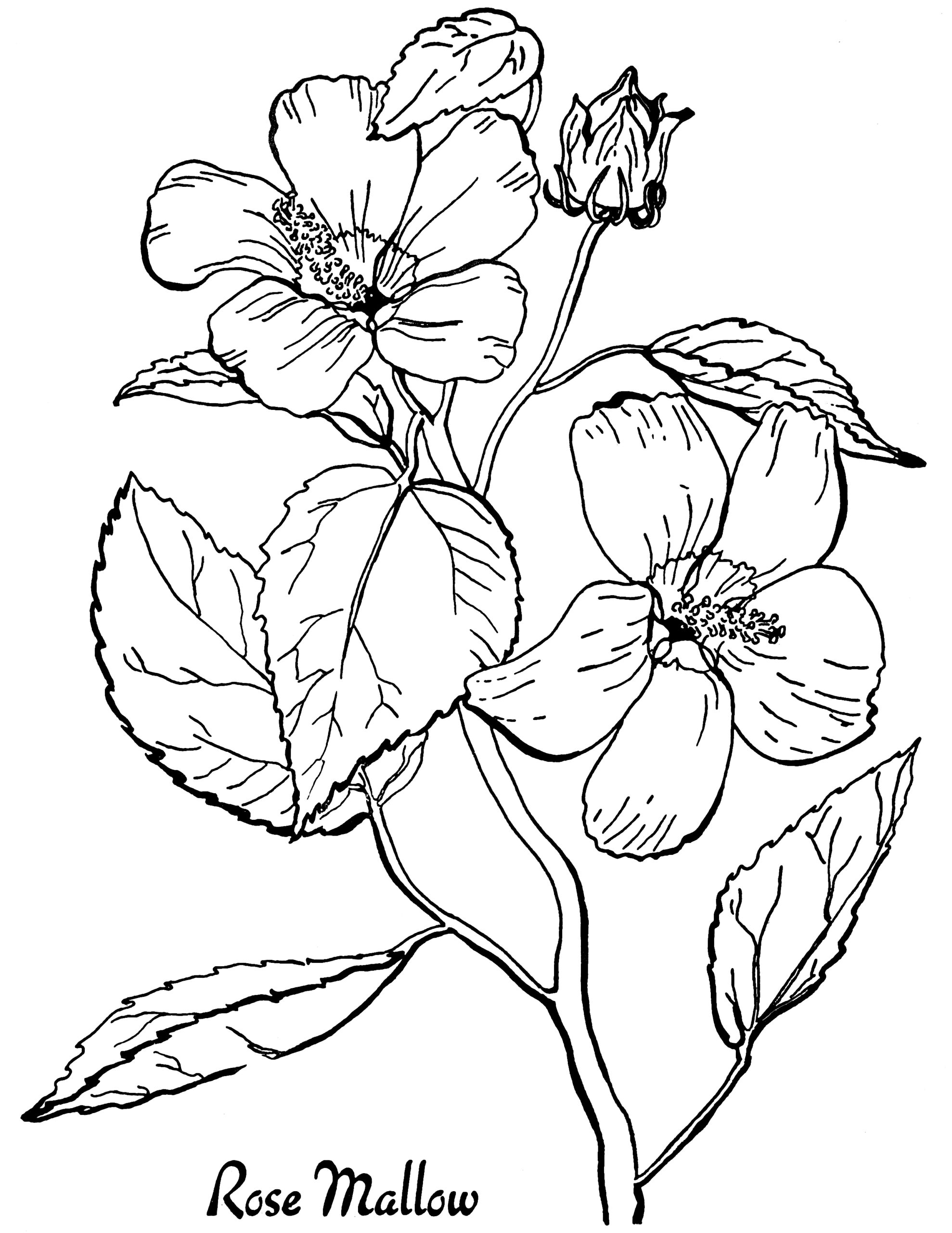 Adult Coloring Pages Printable Flowers