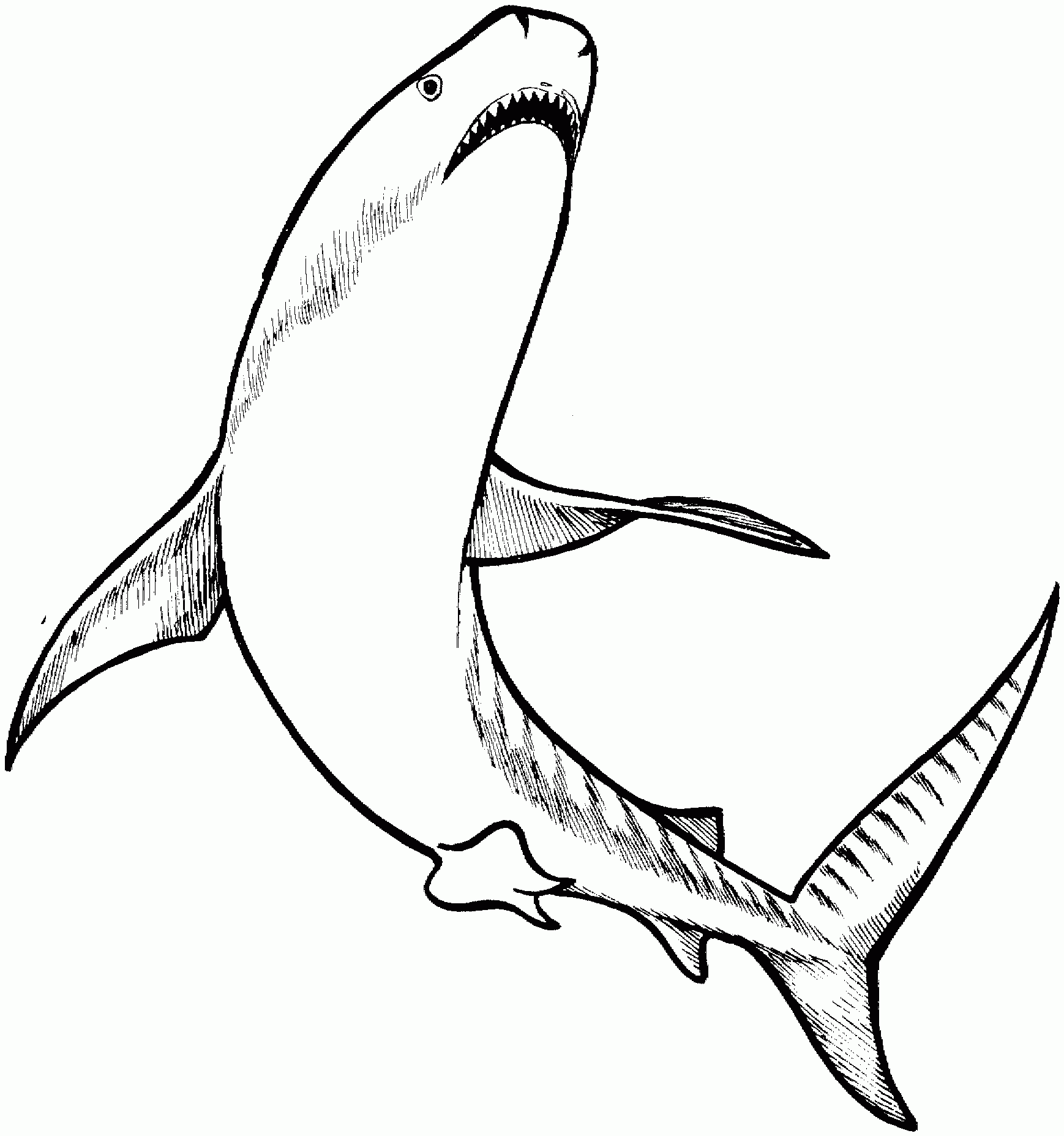 Free Shark Coloring Pages
