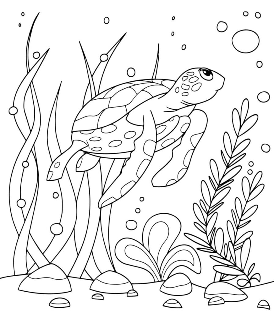 Detailed Turtle Coloring Pages Printables