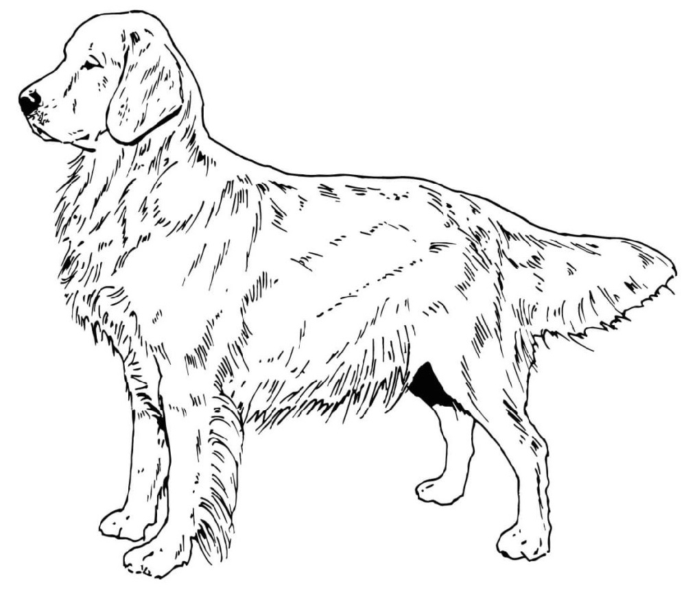 Golden Retriever Coloring Pages Best Coloring Pages For Kids