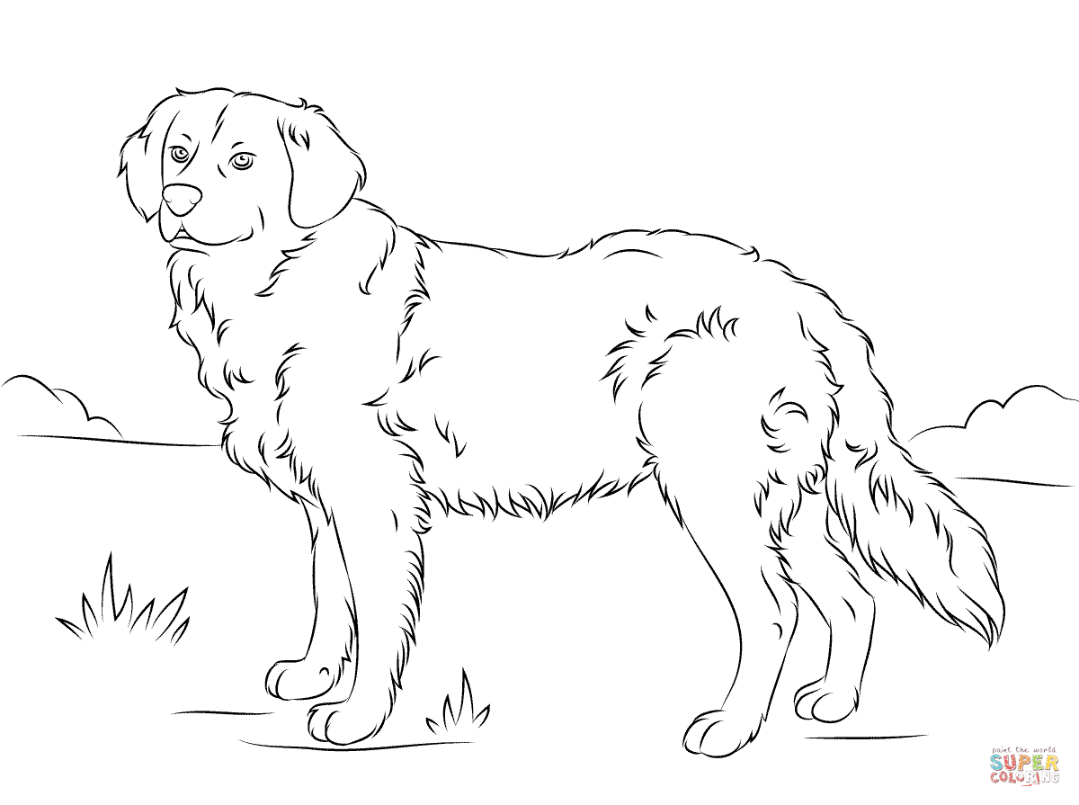 Golden Retriever Puppies Coloring Pages Coloring Home
