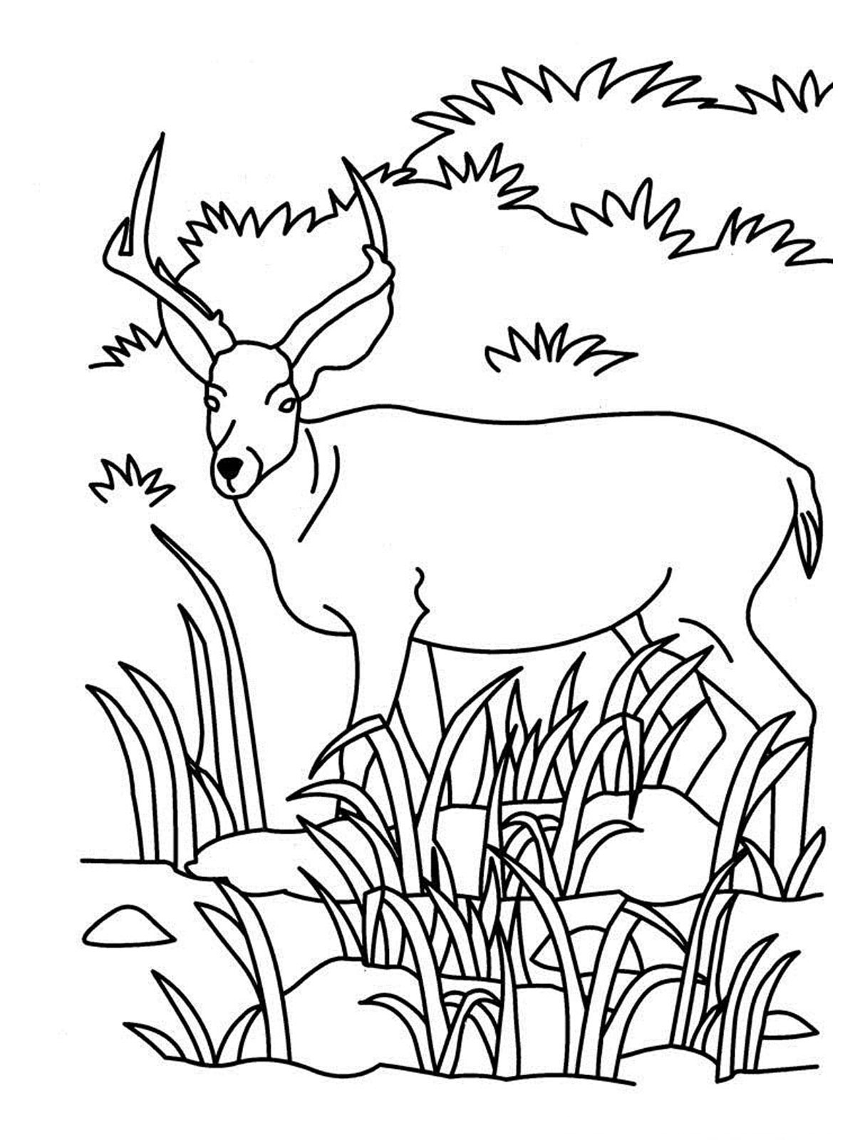 Grassland Animals Coloring Pages Coloring Home