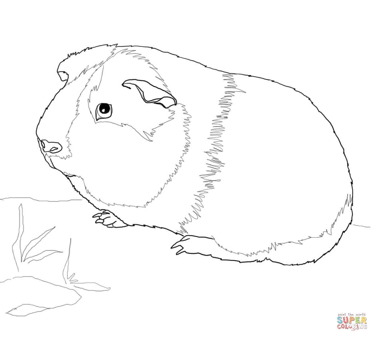 Guinea Pig Coloring Pages To Download And Print For Free