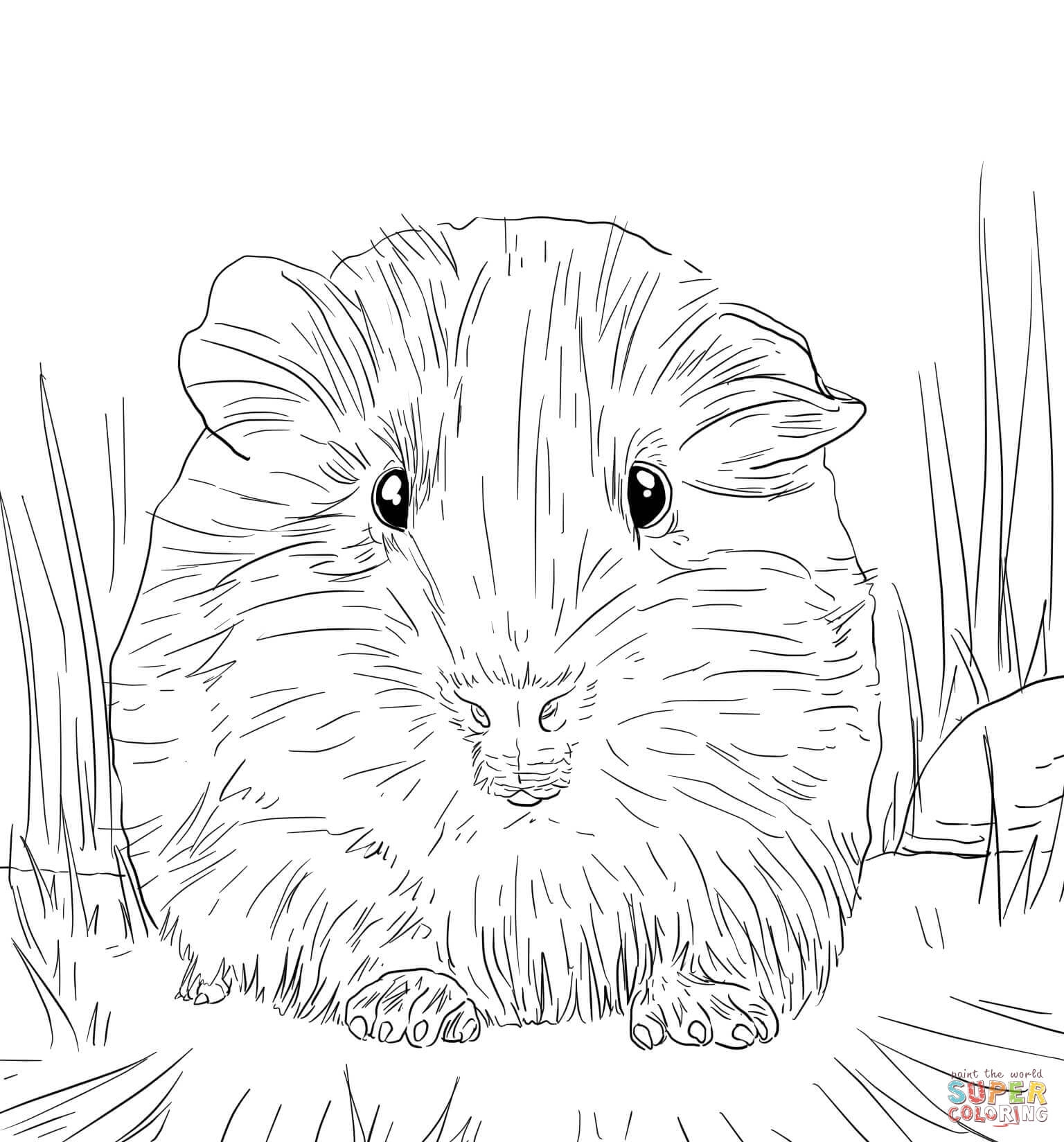 Guinea Pig Coloring Pages To Download And Print For Free