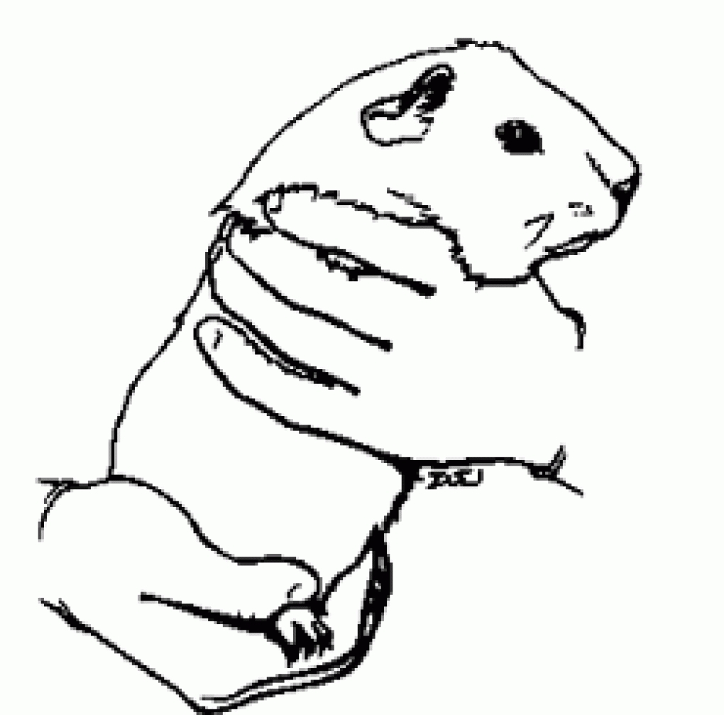 Guinea Pig Coloring Pages To Download And Print For Free