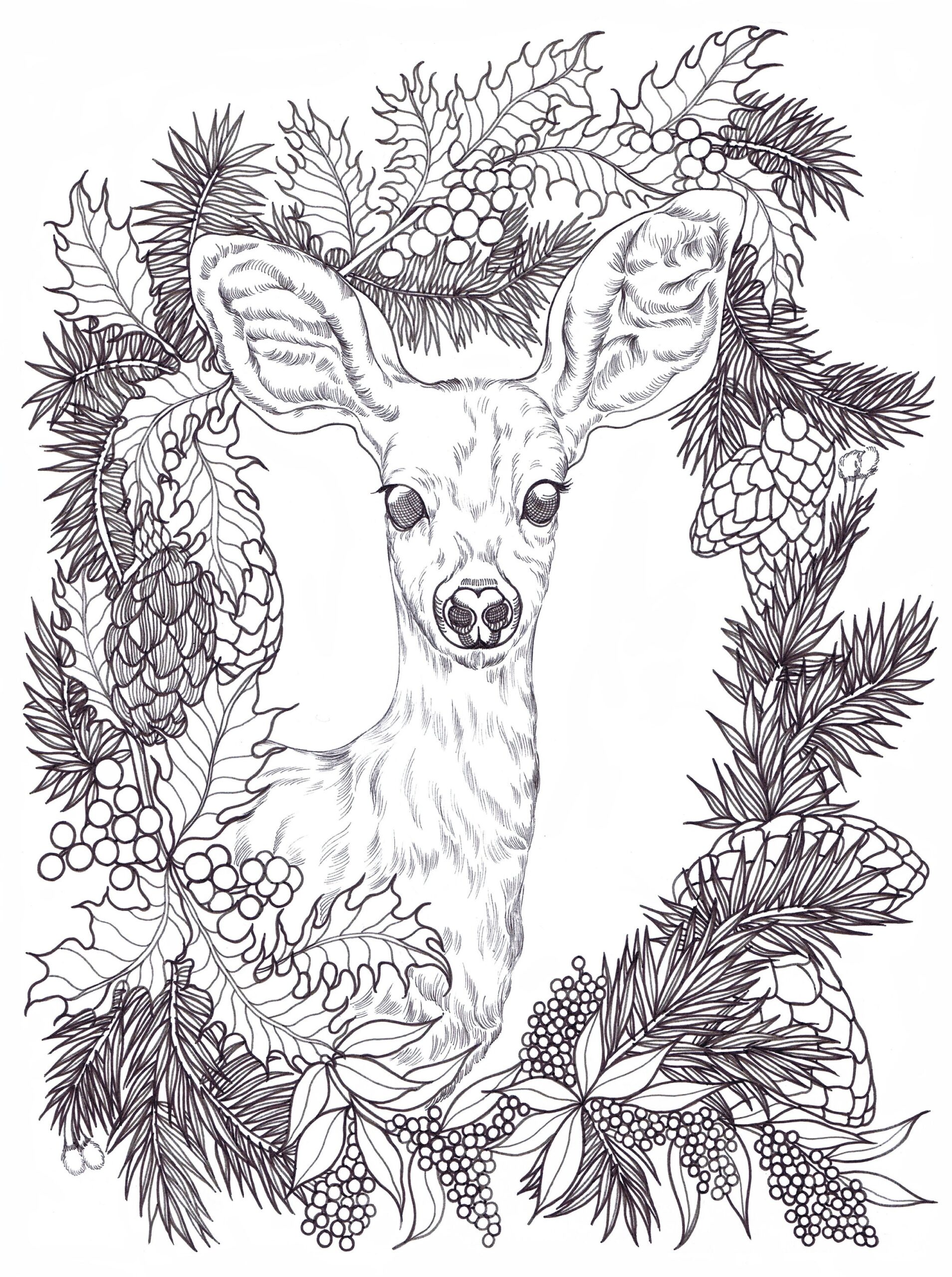Deer Printable Coloring Pages