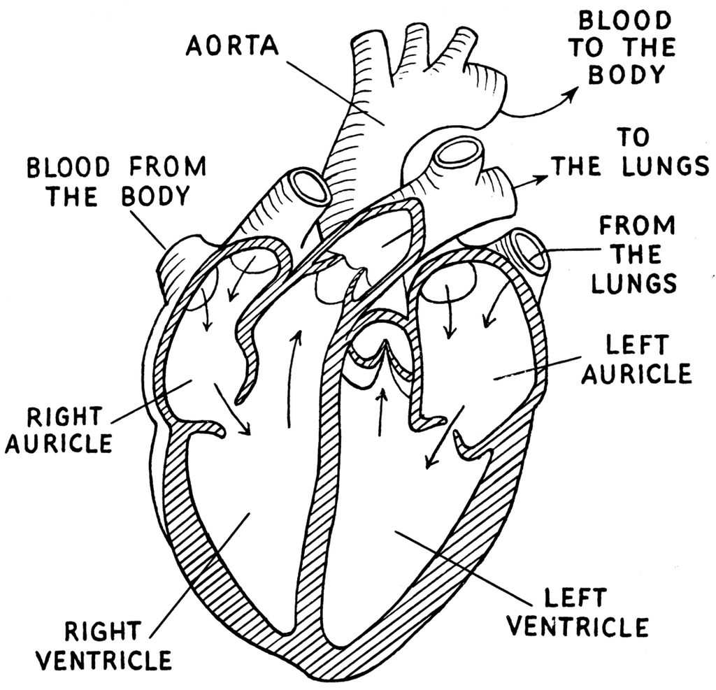 Heart Anatomy Coloring Page Printable