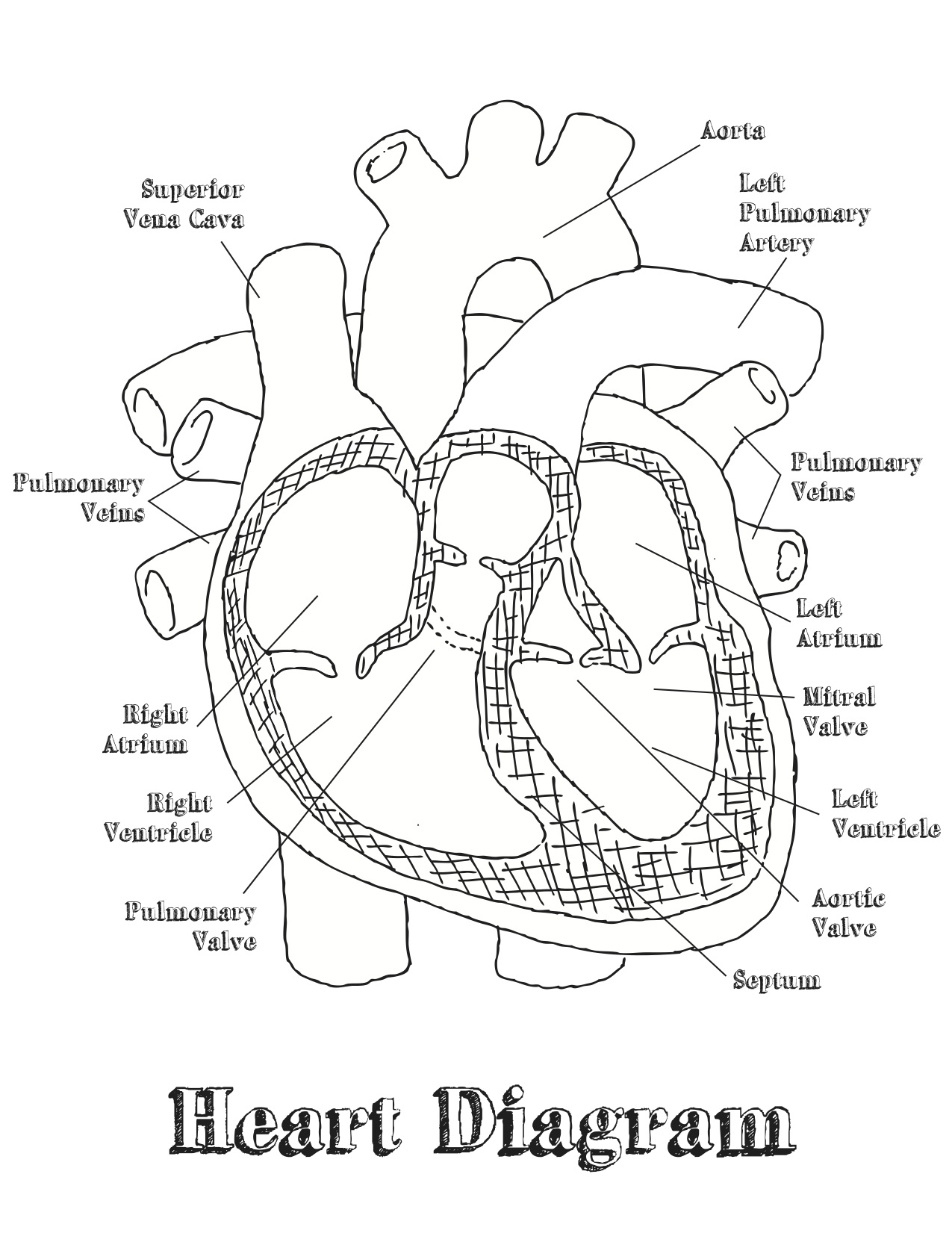 Heart Diagram Coloring Page At GetColorings Free Printable Colorings Pages To Print And Color