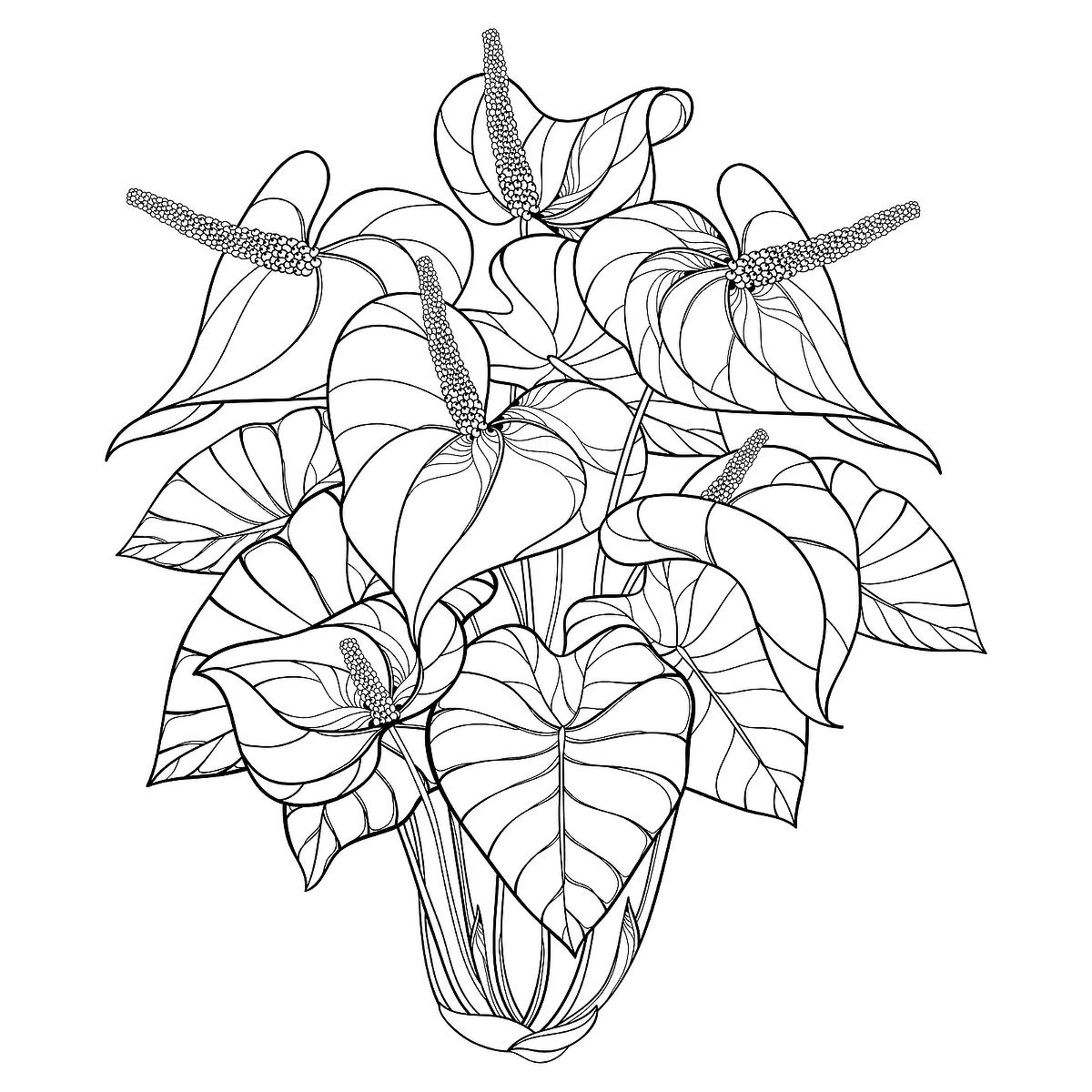Houseplants Coloring Pages Free Printable Coloring Pages Of Plants For Plant Lovers