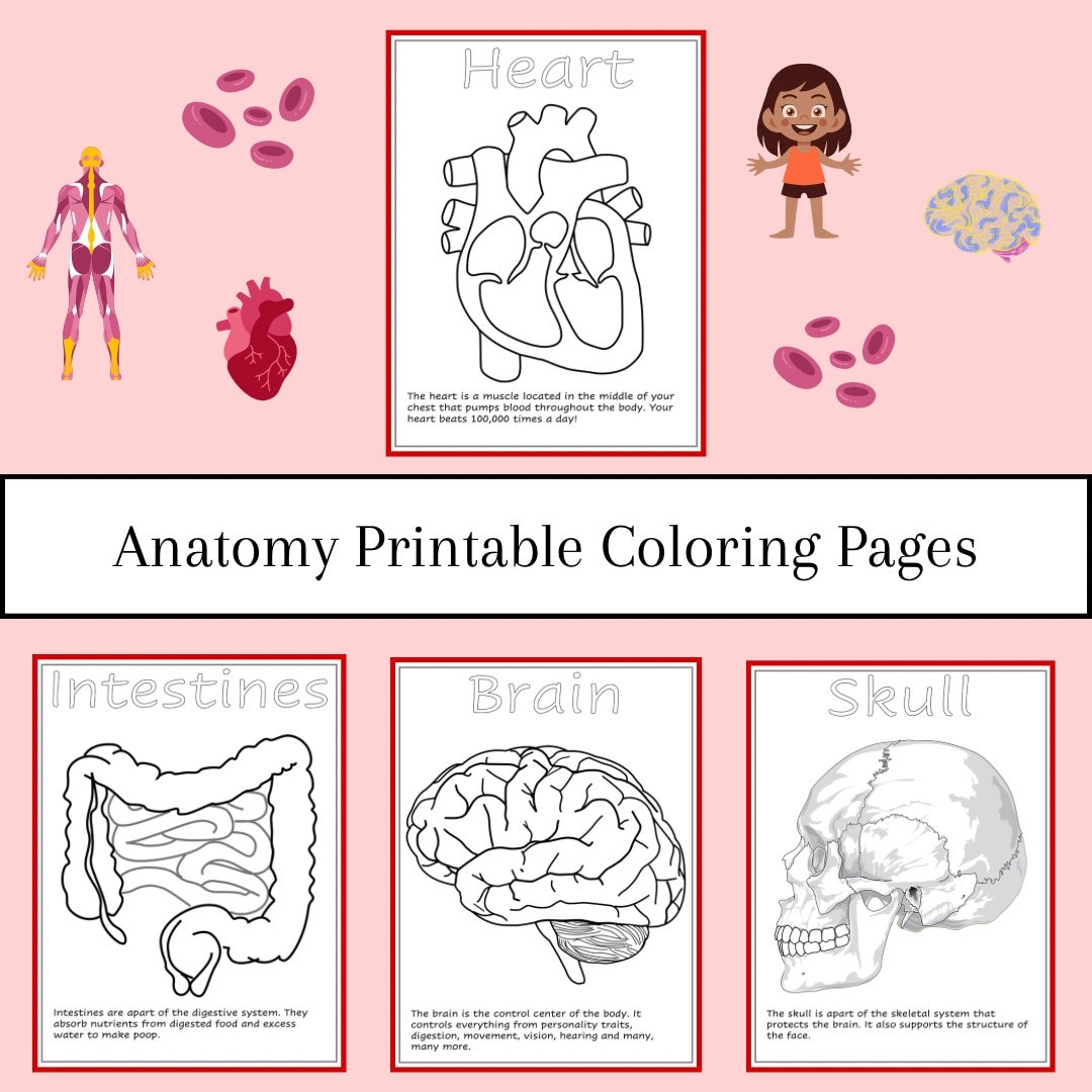 Human Anatomy Printable Coloring Pages For Preschool Daycare Kindergarten Coloring Book For
