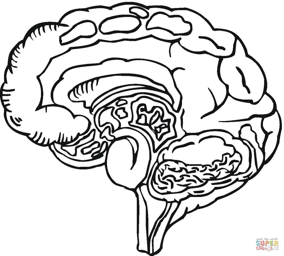 Brain Coloring Page Printable