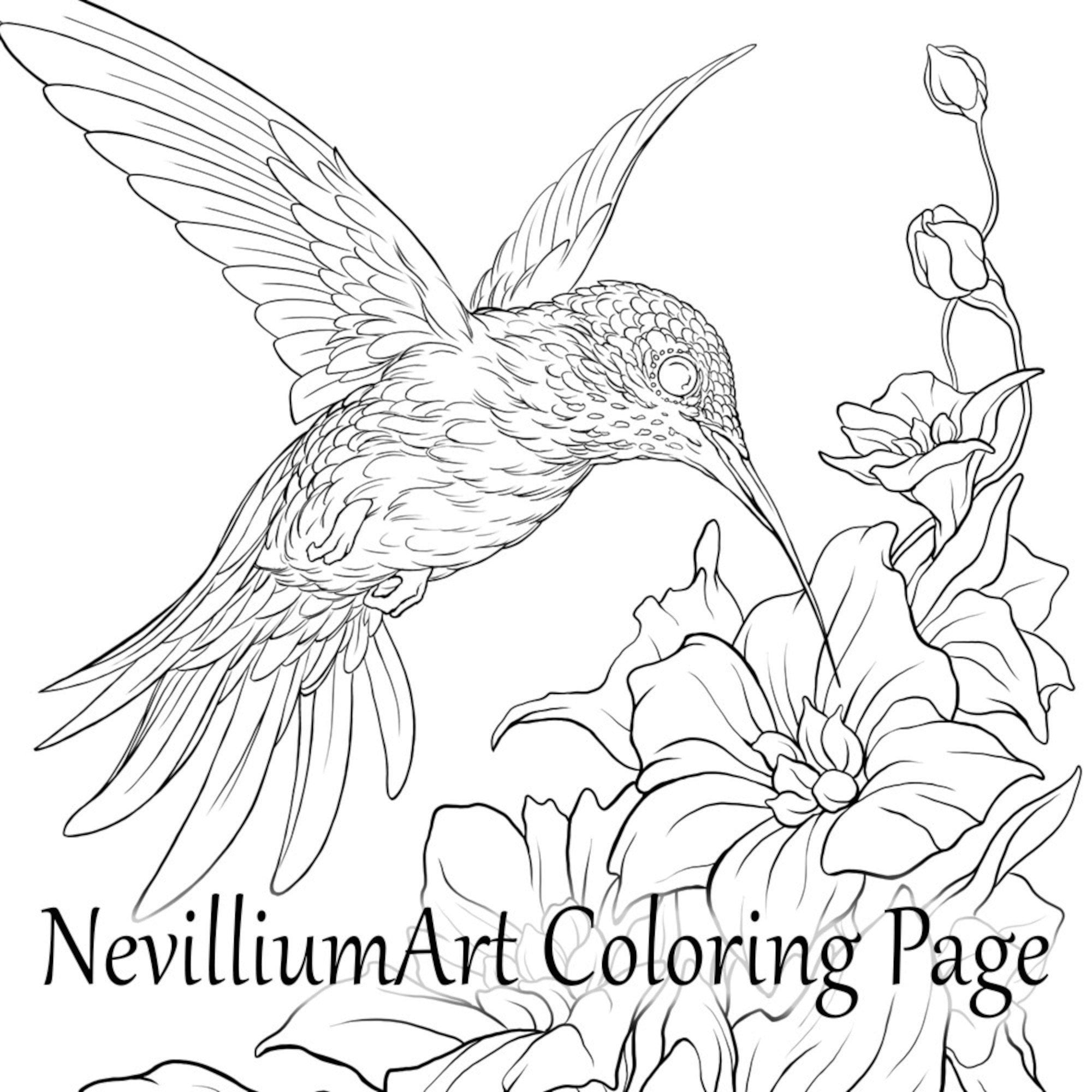 Hummingbird Coloring Pages Printable