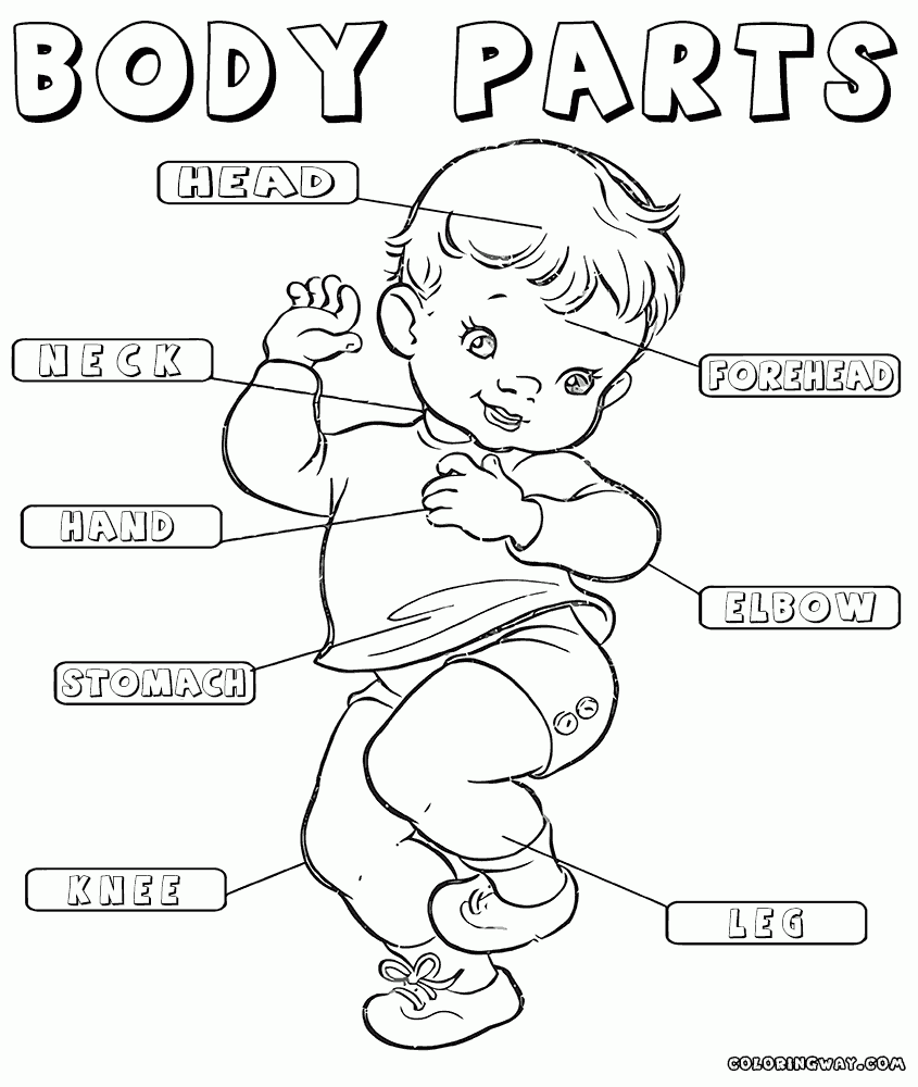 Body Parts Coloring Pages Printables
