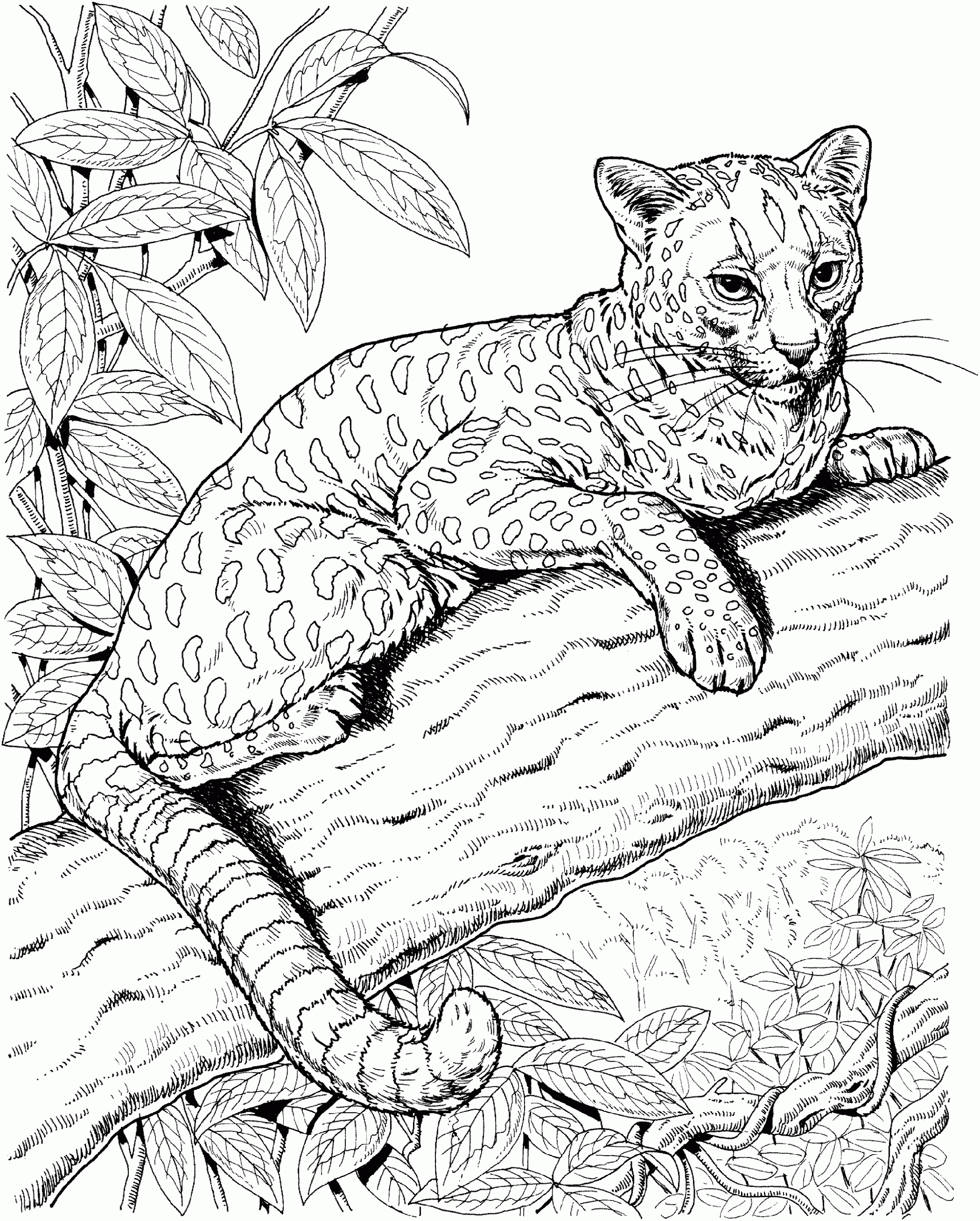 Jaguar Coloring Page Printable