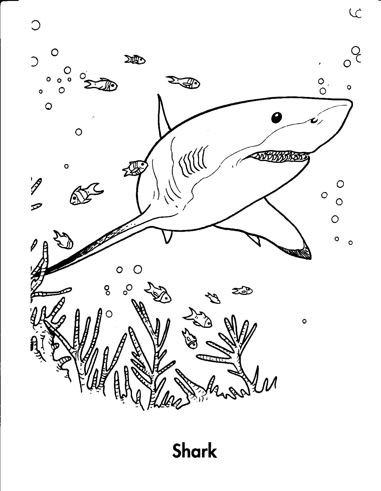 Jaws Coloring Pages At GetColorings Free Printable Colorings Pages To Print And Color